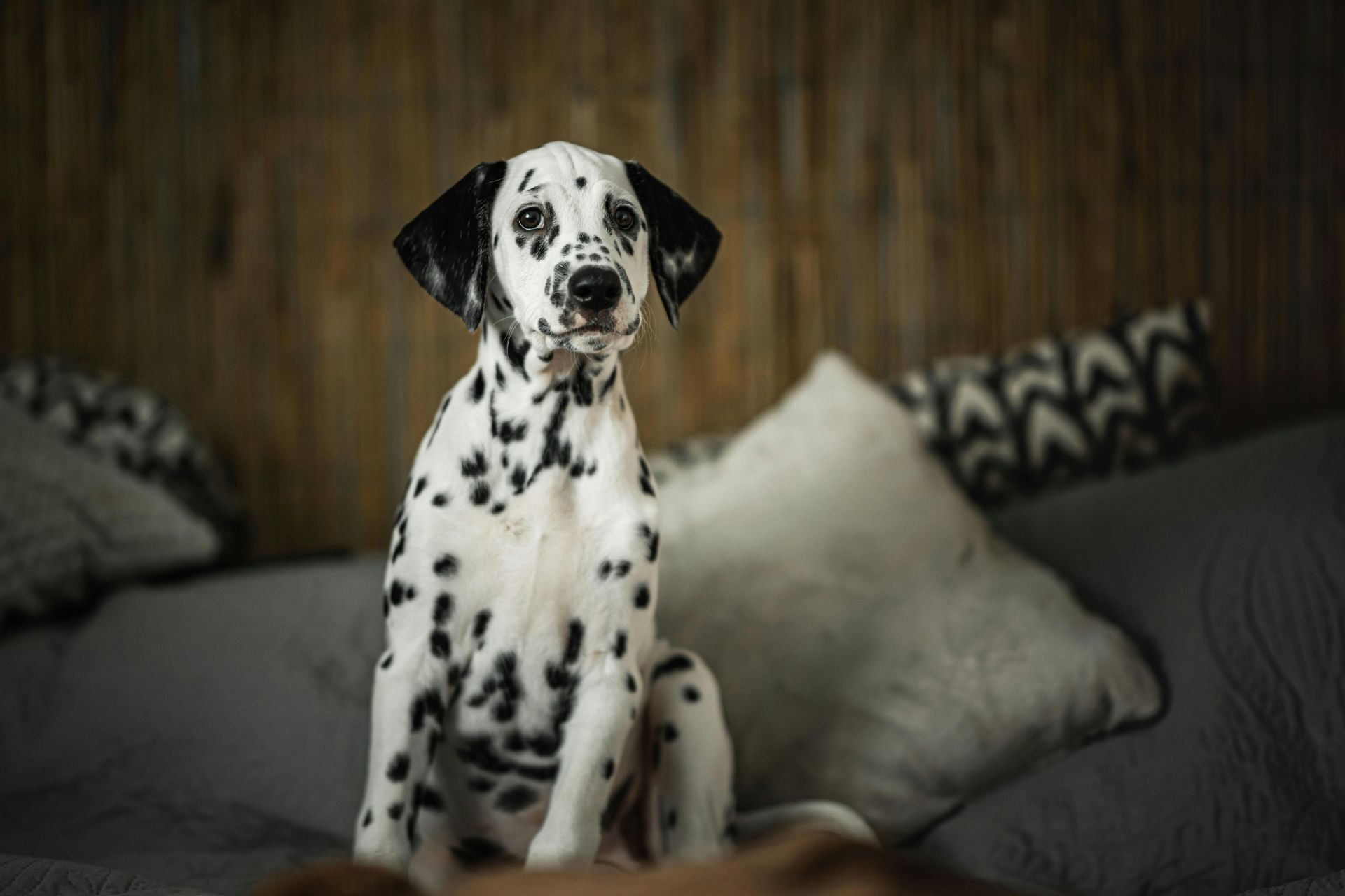dalmata-puppy