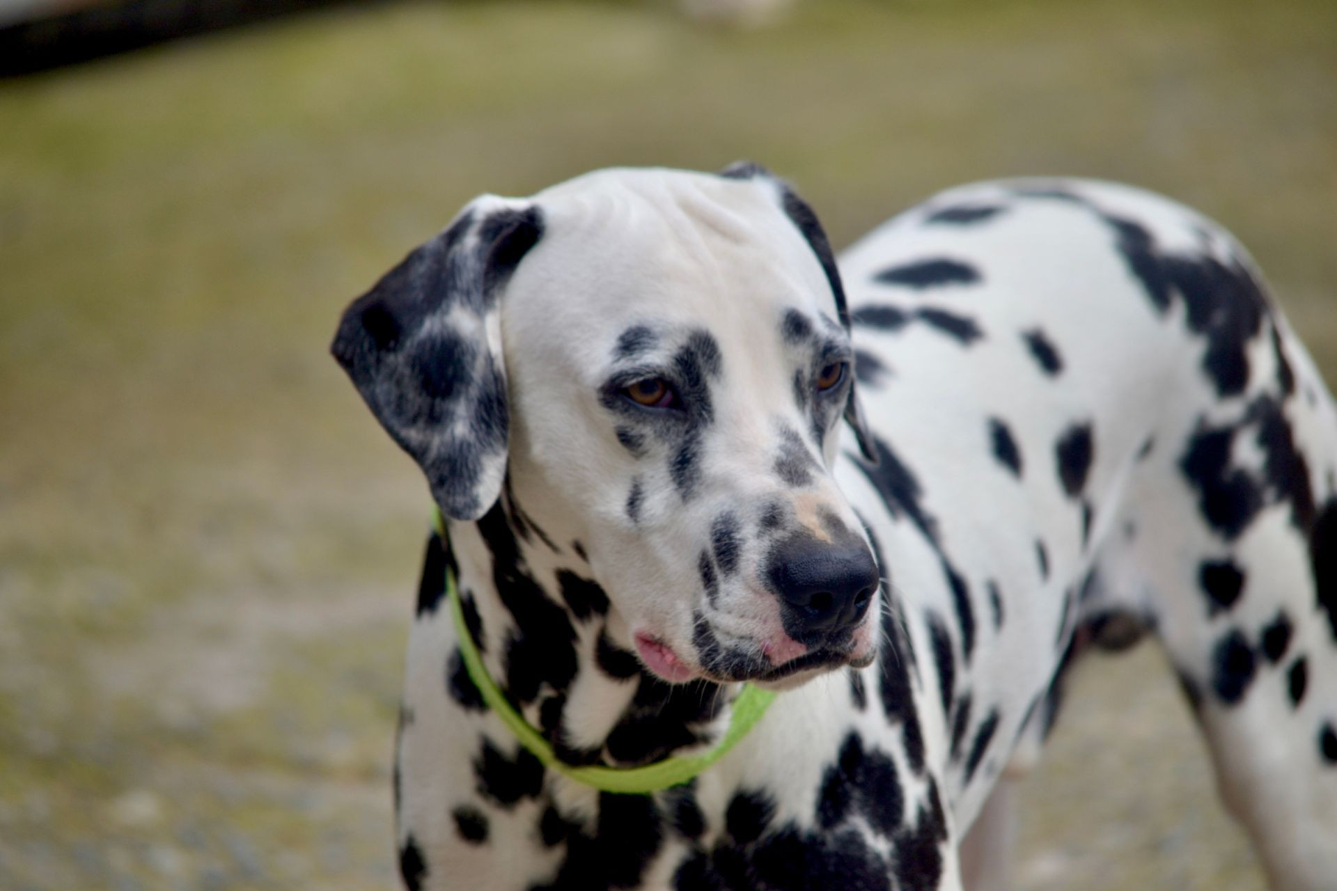 dalmata