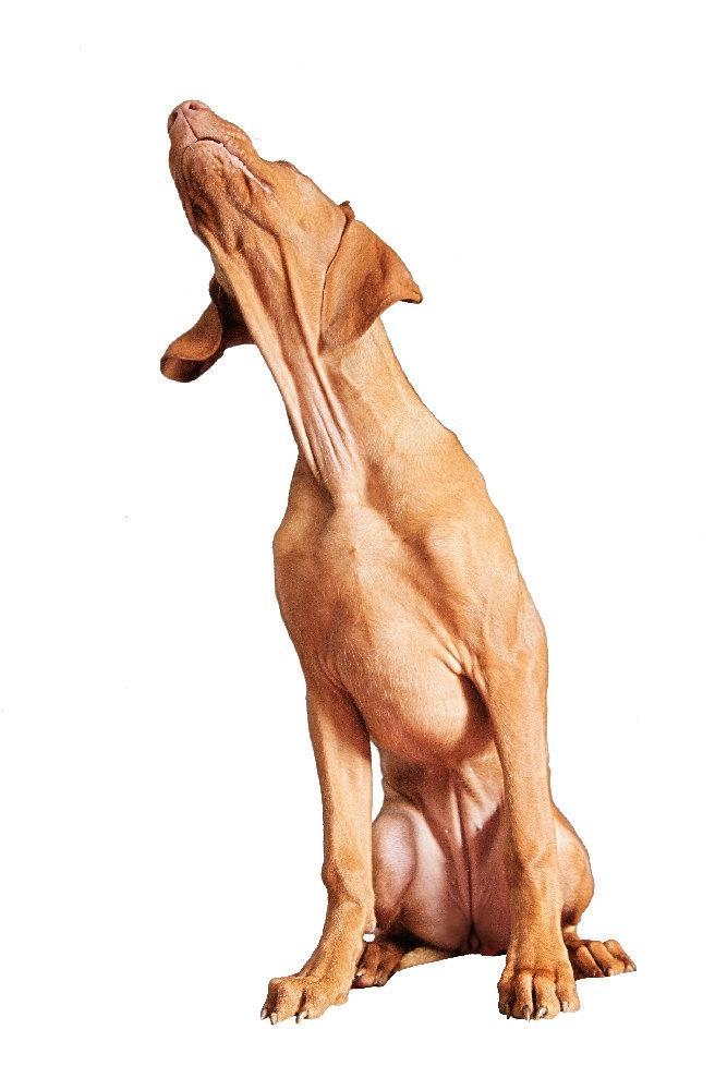 epilepszia kutyáknál