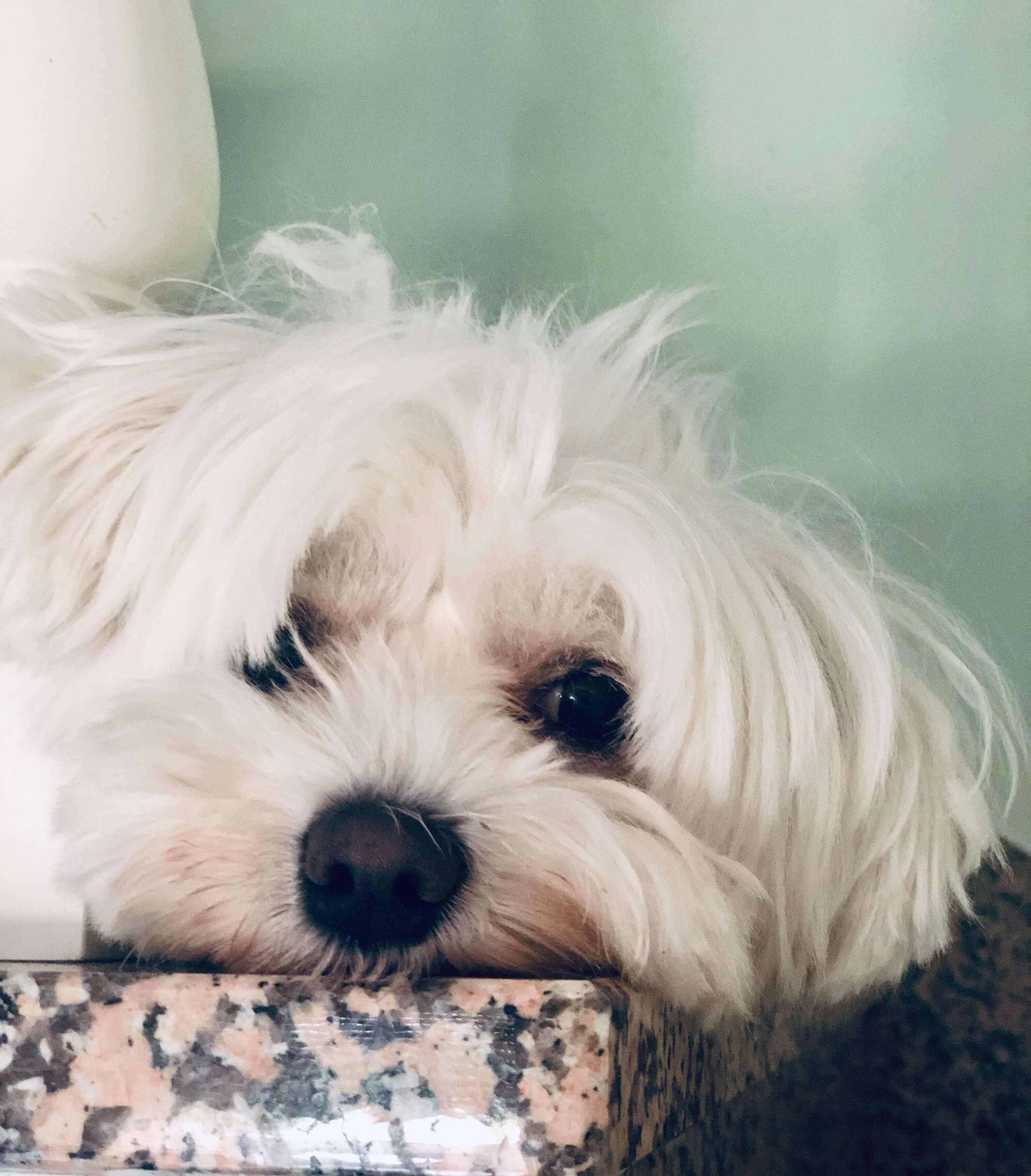 fehér szőrű kutya