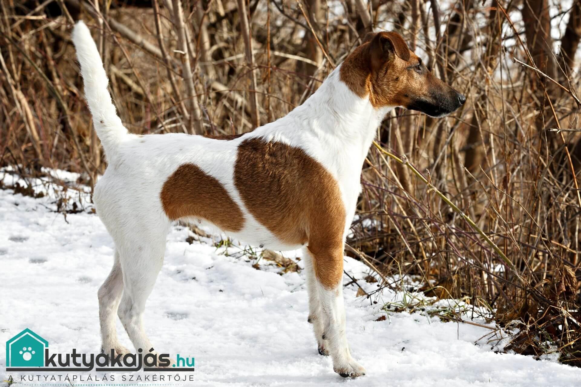 Foxi kutya futótárs és bajkeverő egyszemélyben