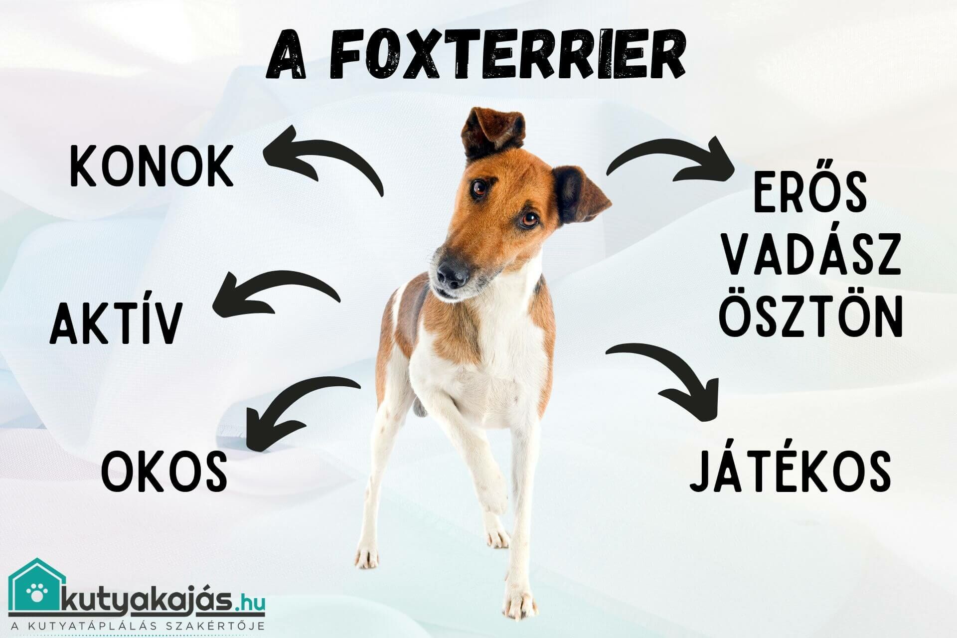 foxterrier-tulajdonsagai