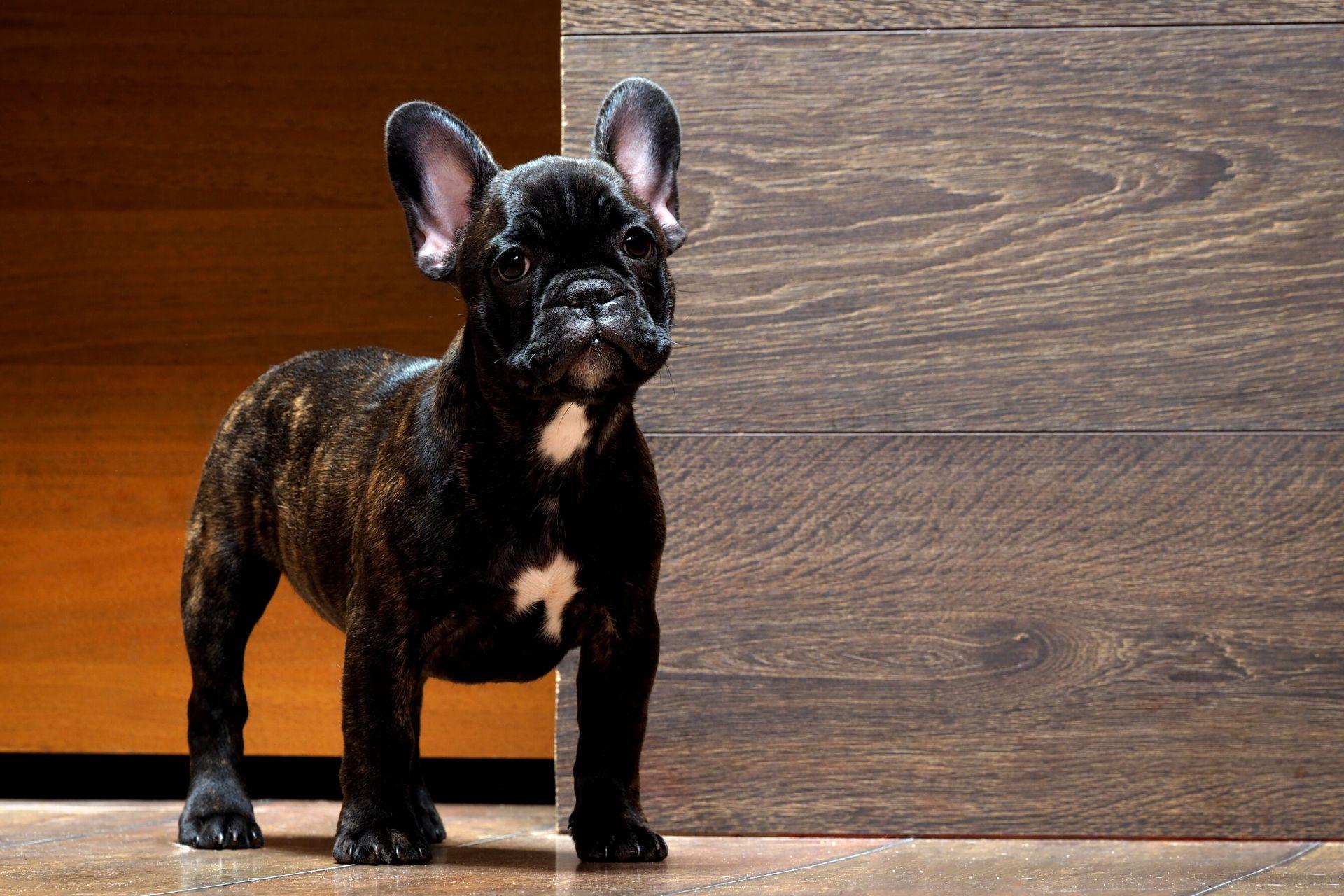 kolyok-csikos-francia-bulldog