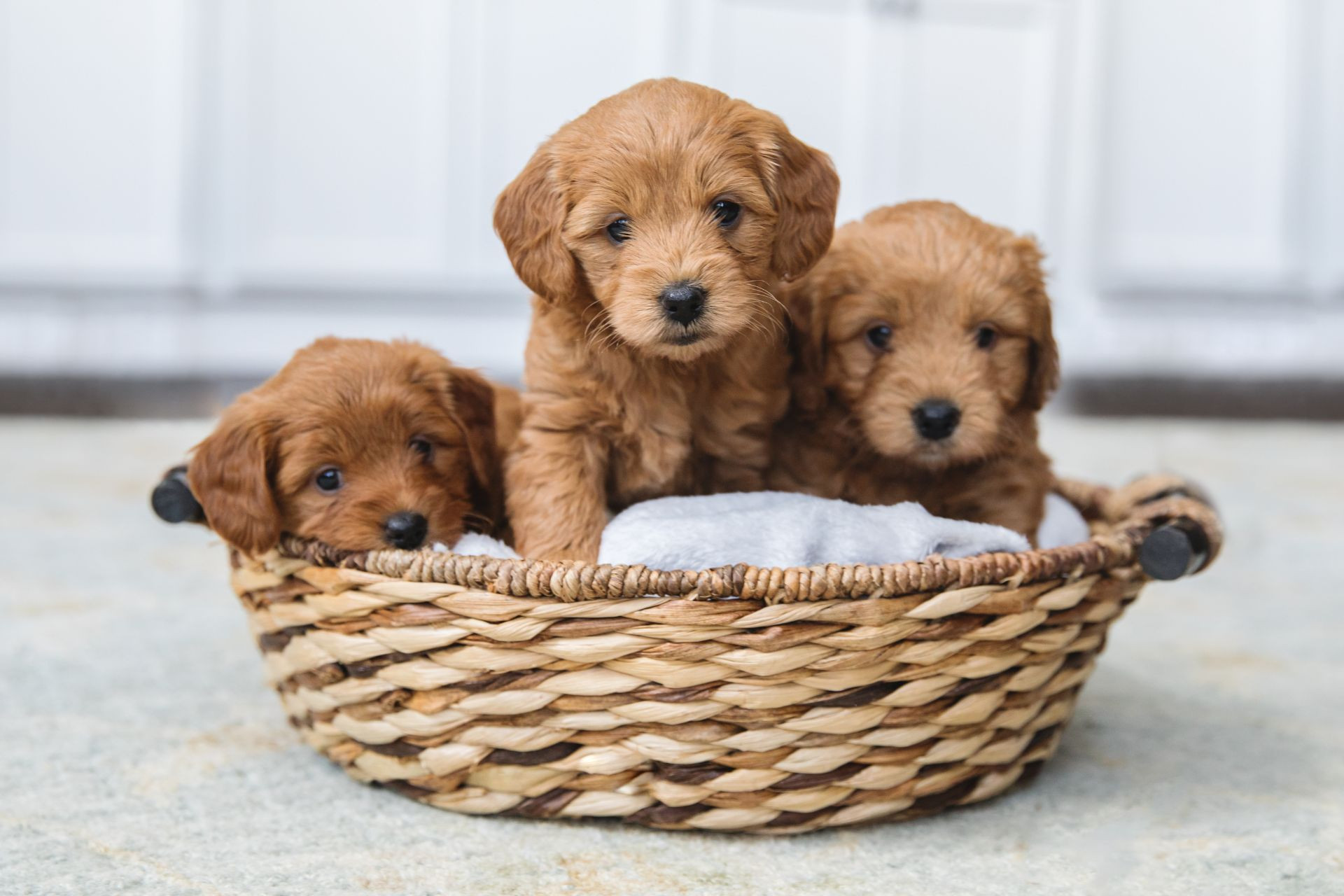 mini-goldendoodle