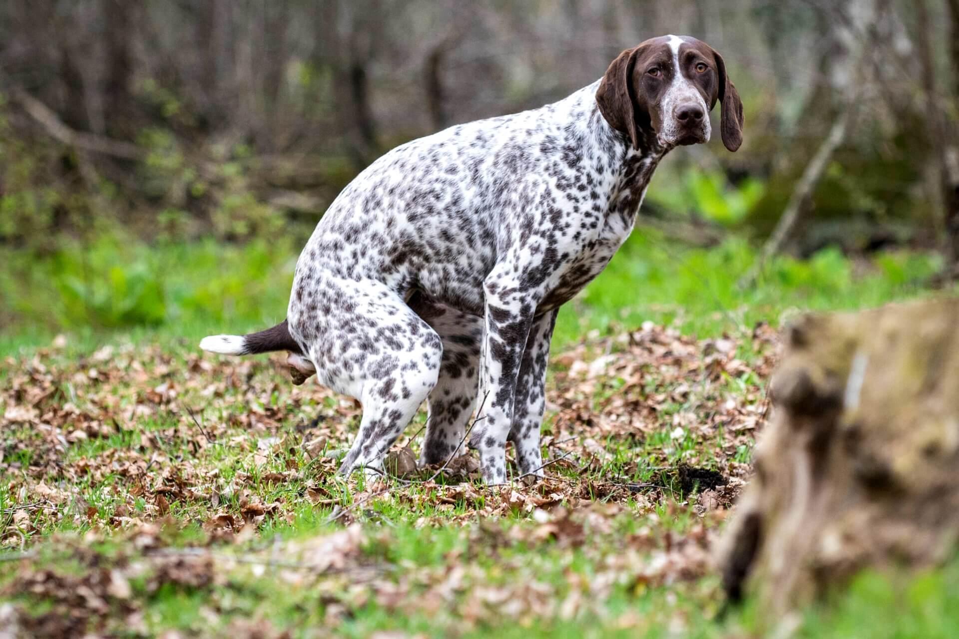 kutya-gyomorrontas-gyogyszer