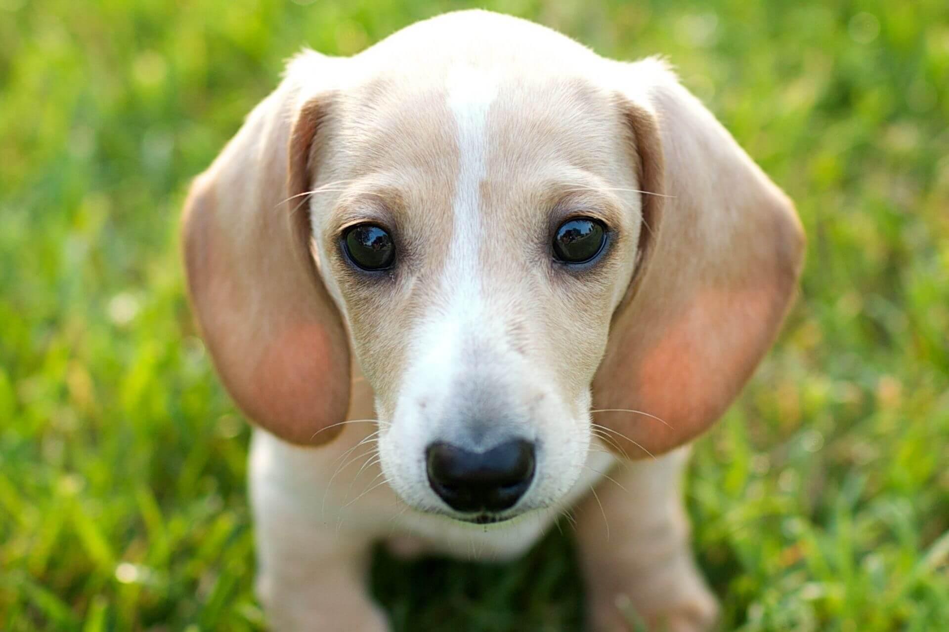 Harlekin tacskó- egy igazán különleges tacsi Harlekin tacskó- egy igazán különleges tacsi