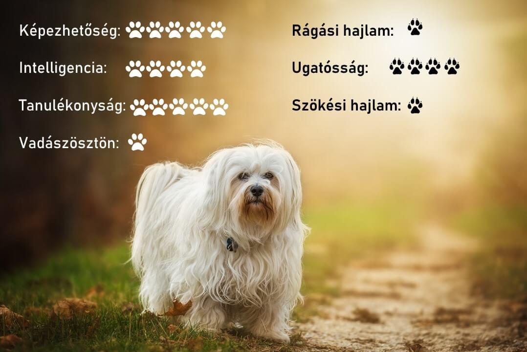 havanese kutya