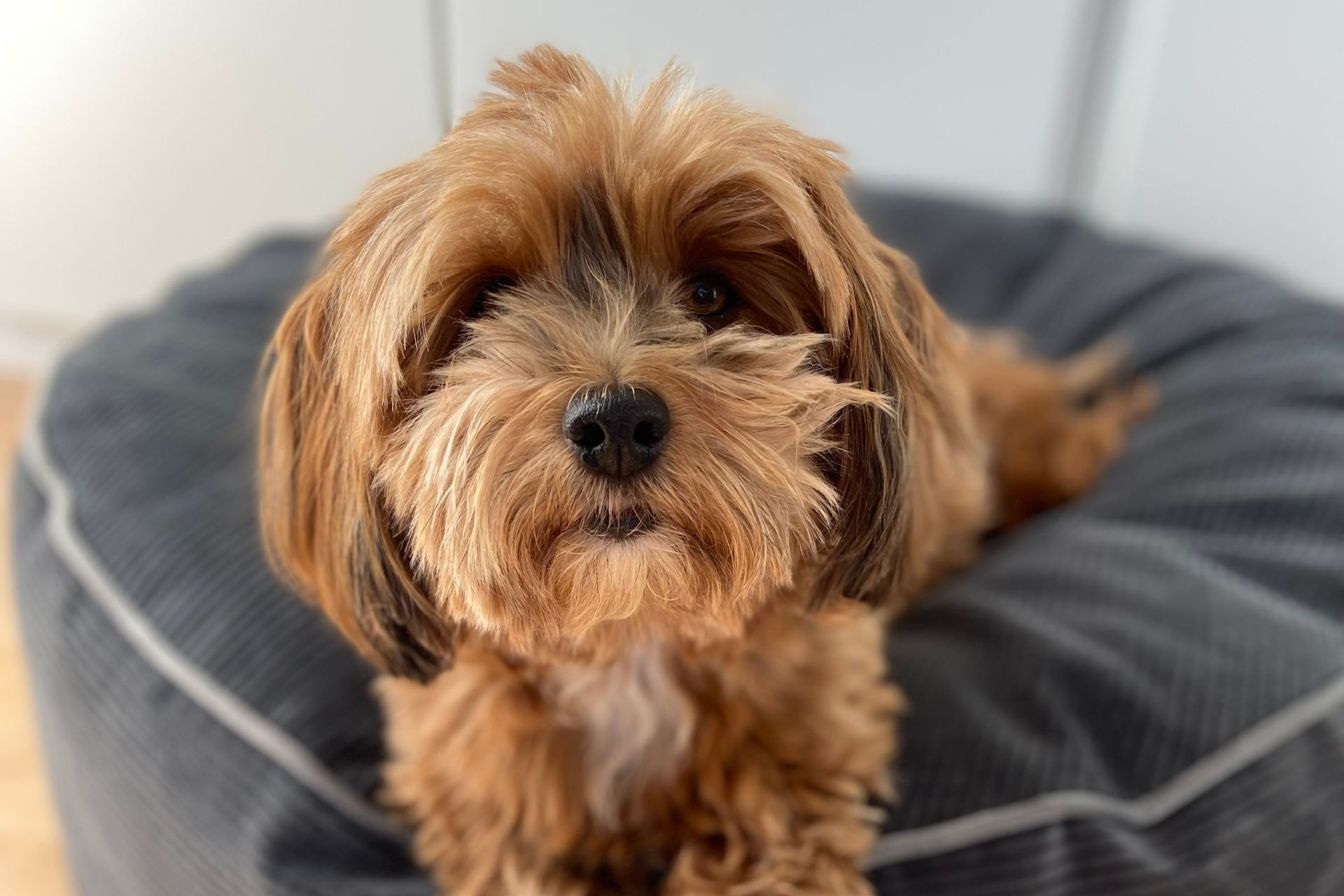 havapoo-kolyok-kutya