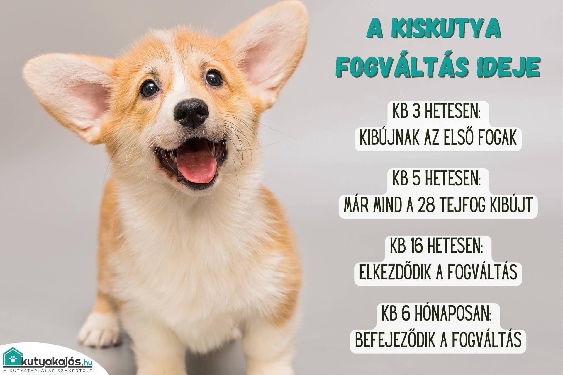 kiskutya-fogvaltas-ideje