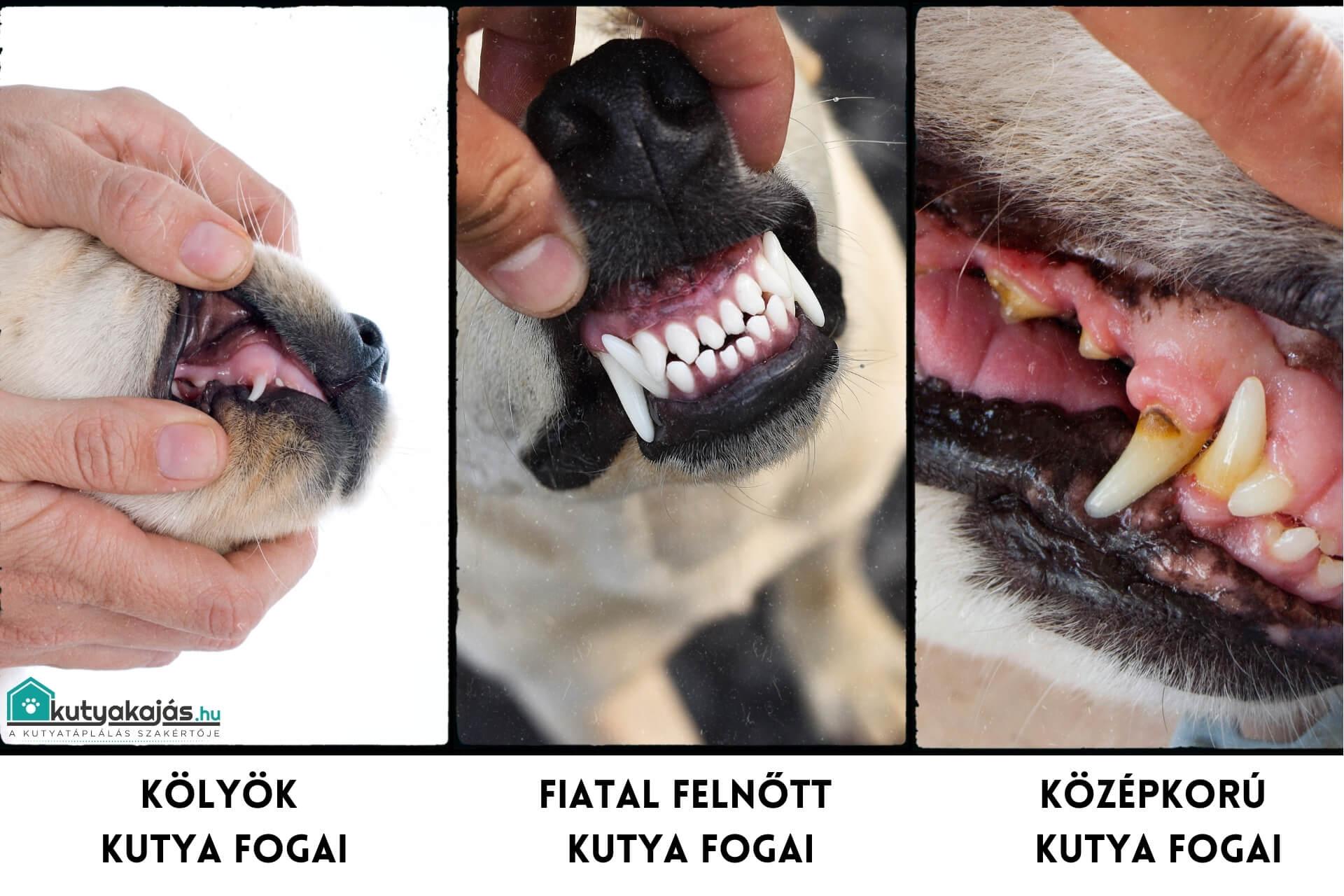kutya-fogsora