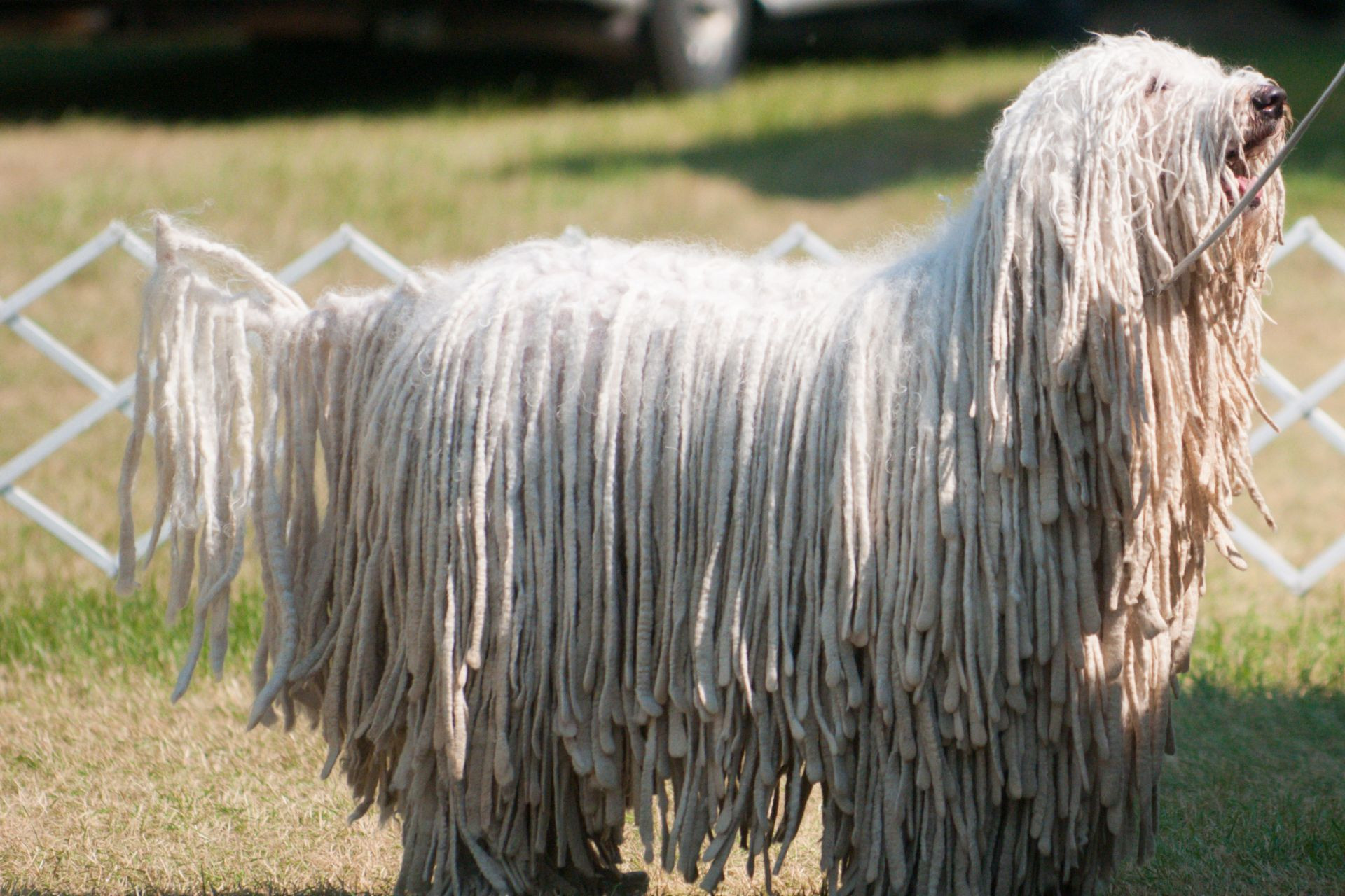 komondor-nyirasa