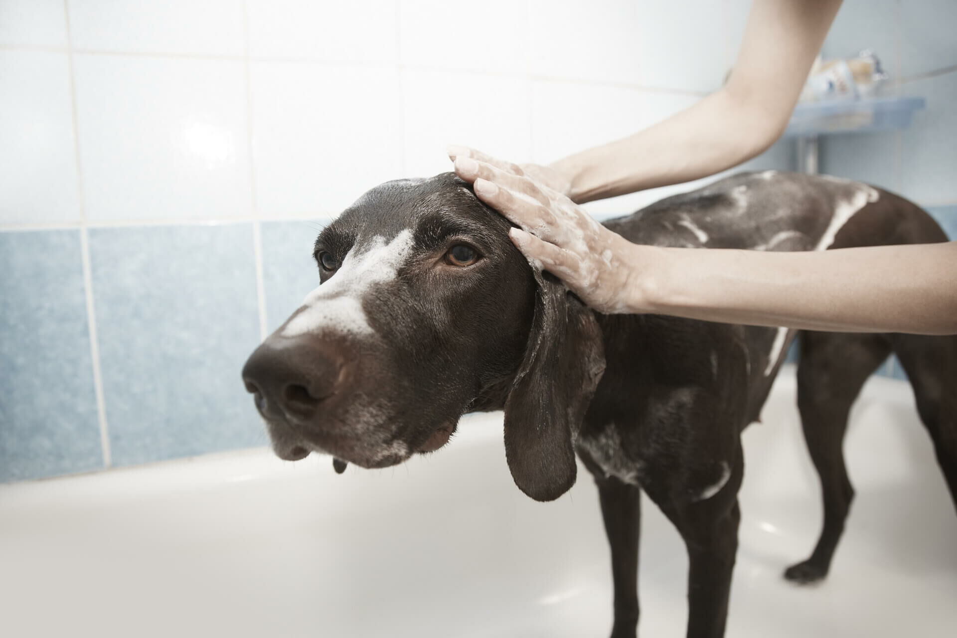 Kutya allergia és allergiás bőrgyulladása | Lőrinci Állatorvosi Rendelő