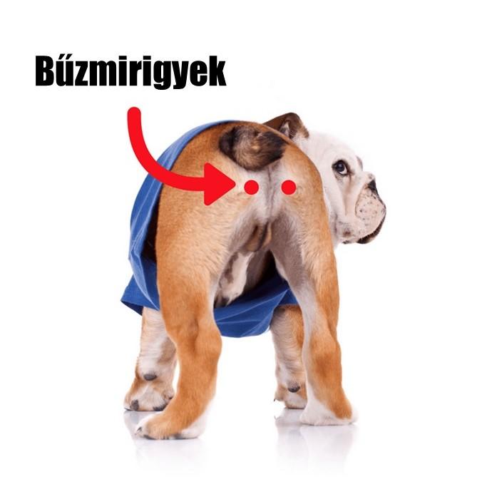 Szankazik Borzalmas Szagot Araszt Ez Bizony A Kutya Buzmirigy Lesz