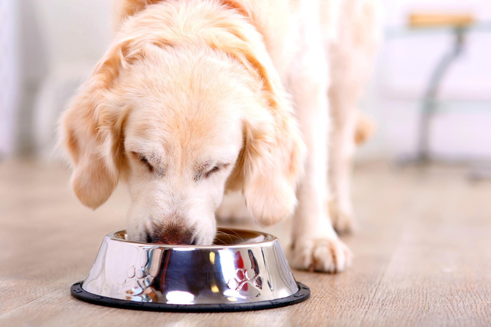 kutya-etetesi-ajanlas