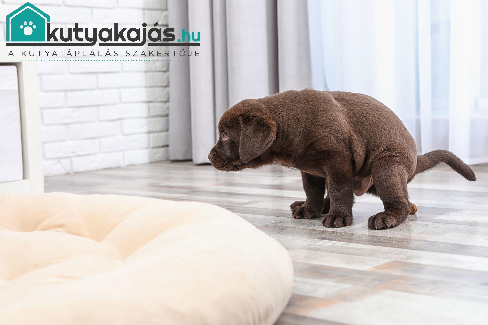 kolyok-kuty-szobatisztasag