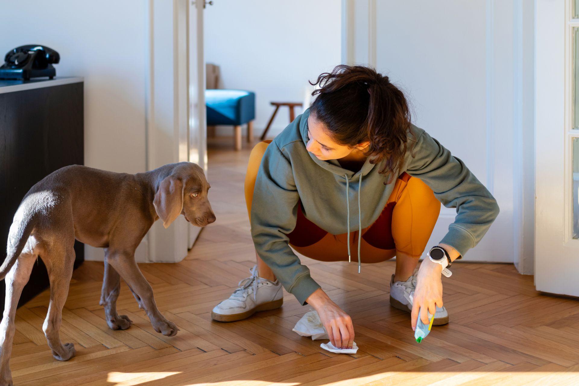 kutya-helyhez-szoktatasa