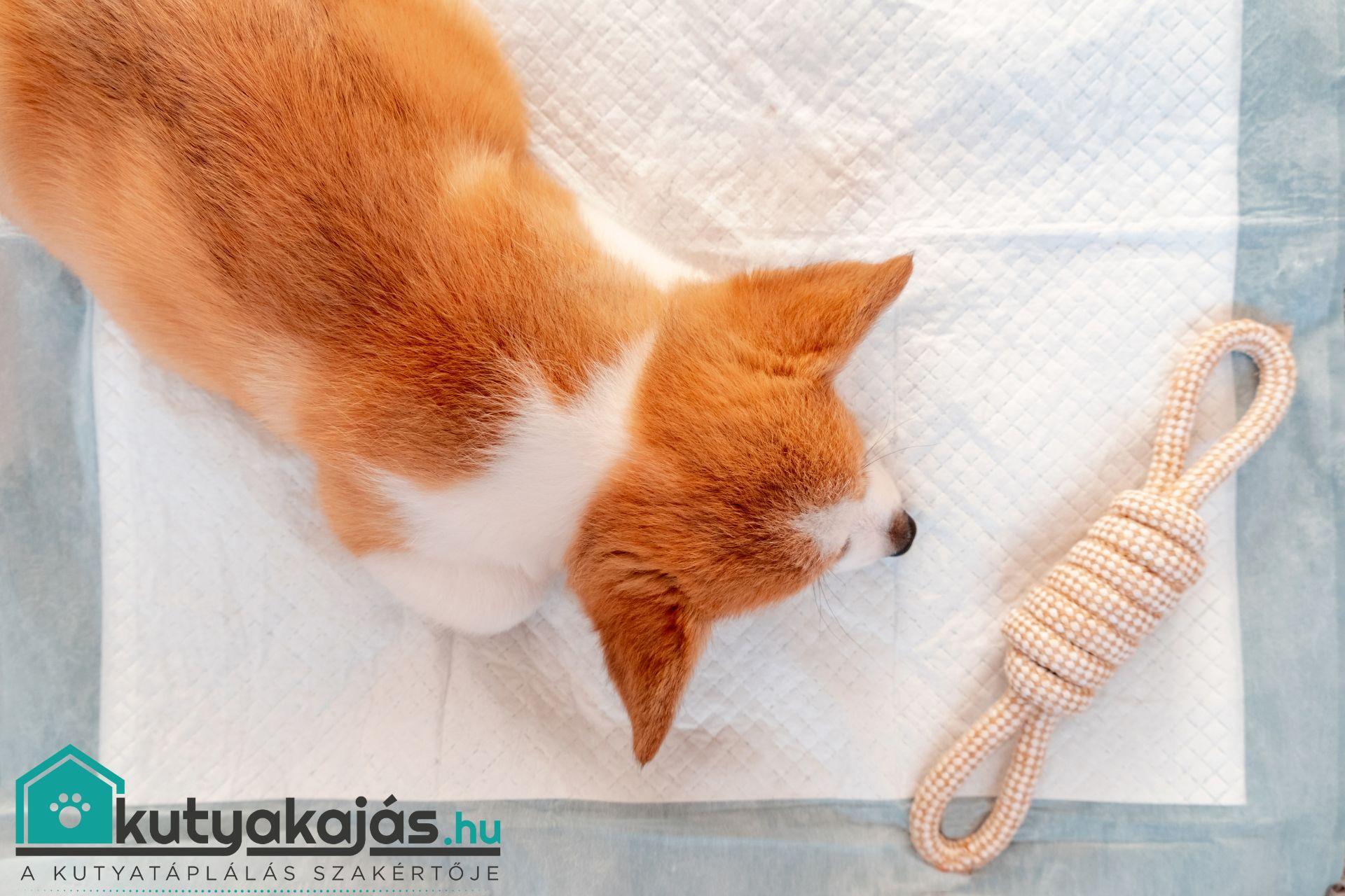 kutya-pelenkara-szoktatas