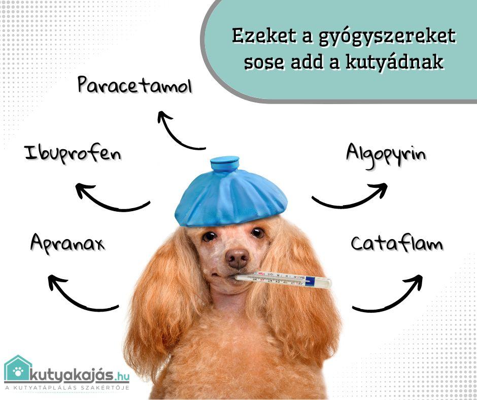 fajdalomcsillapito-kutyaknak