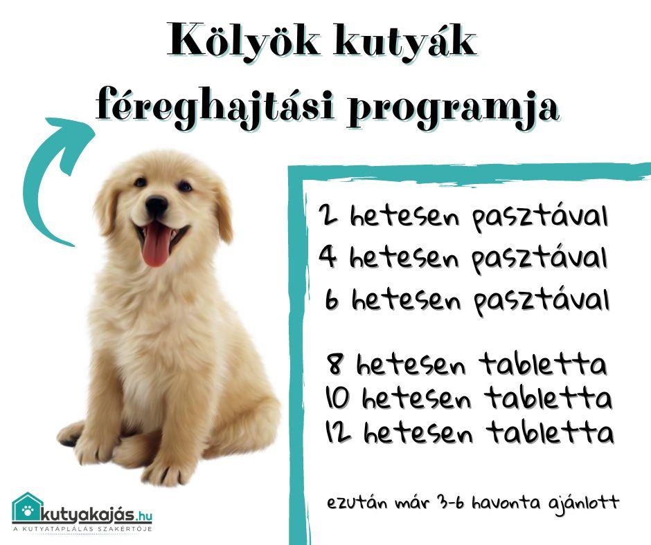 fereghajtas-kolyokkutya