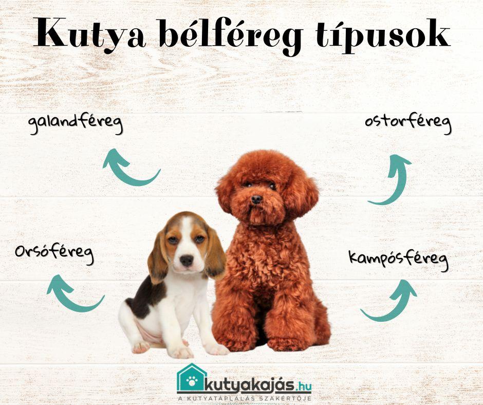 kutya-belfereg