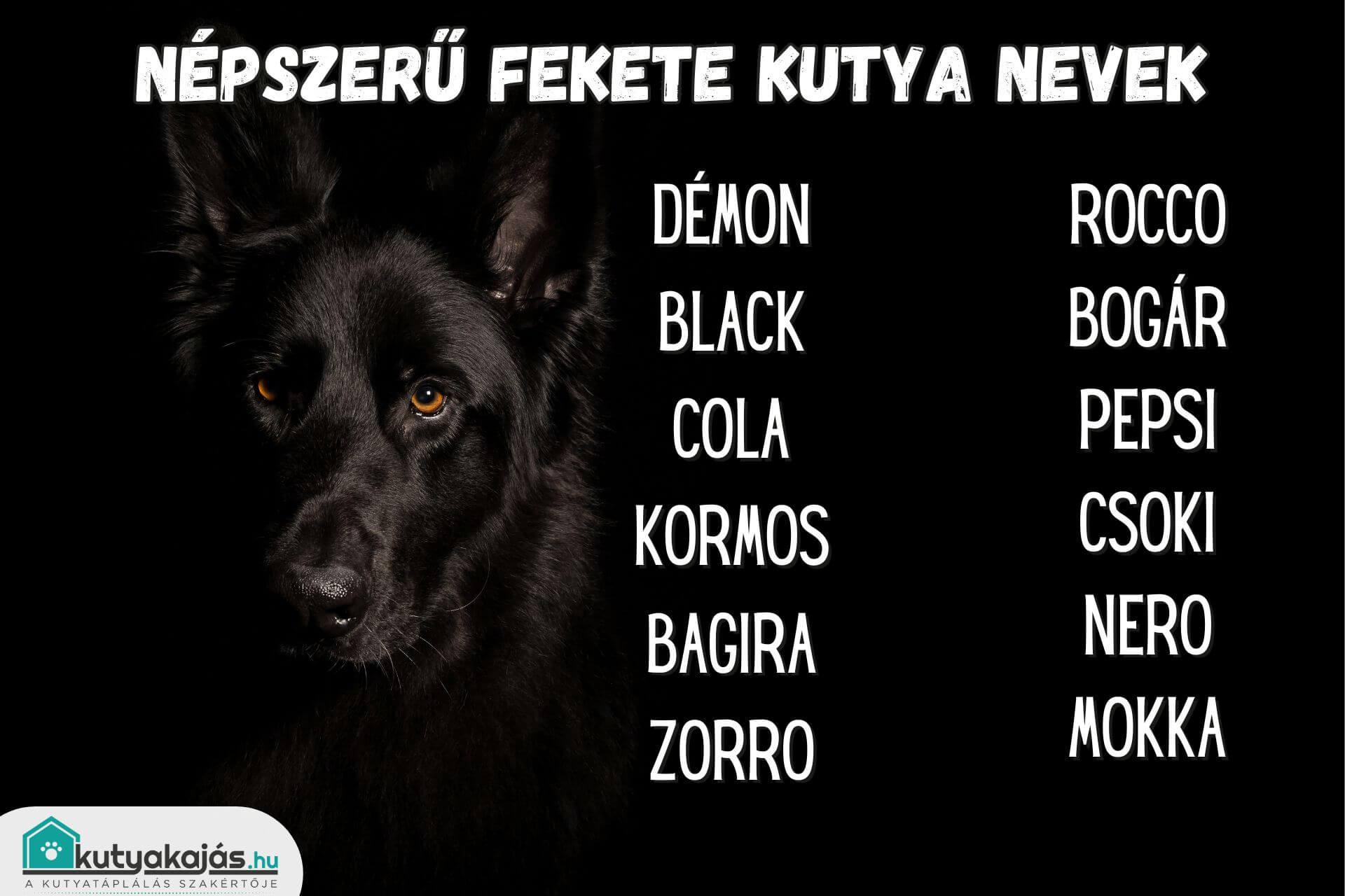 fekete-kutya-nevek