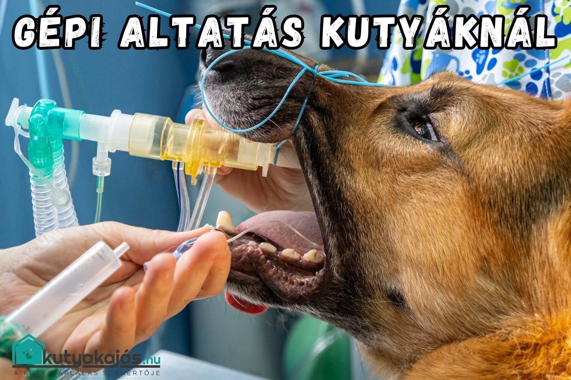 kutya-ivartalanitas-gepi-altatas