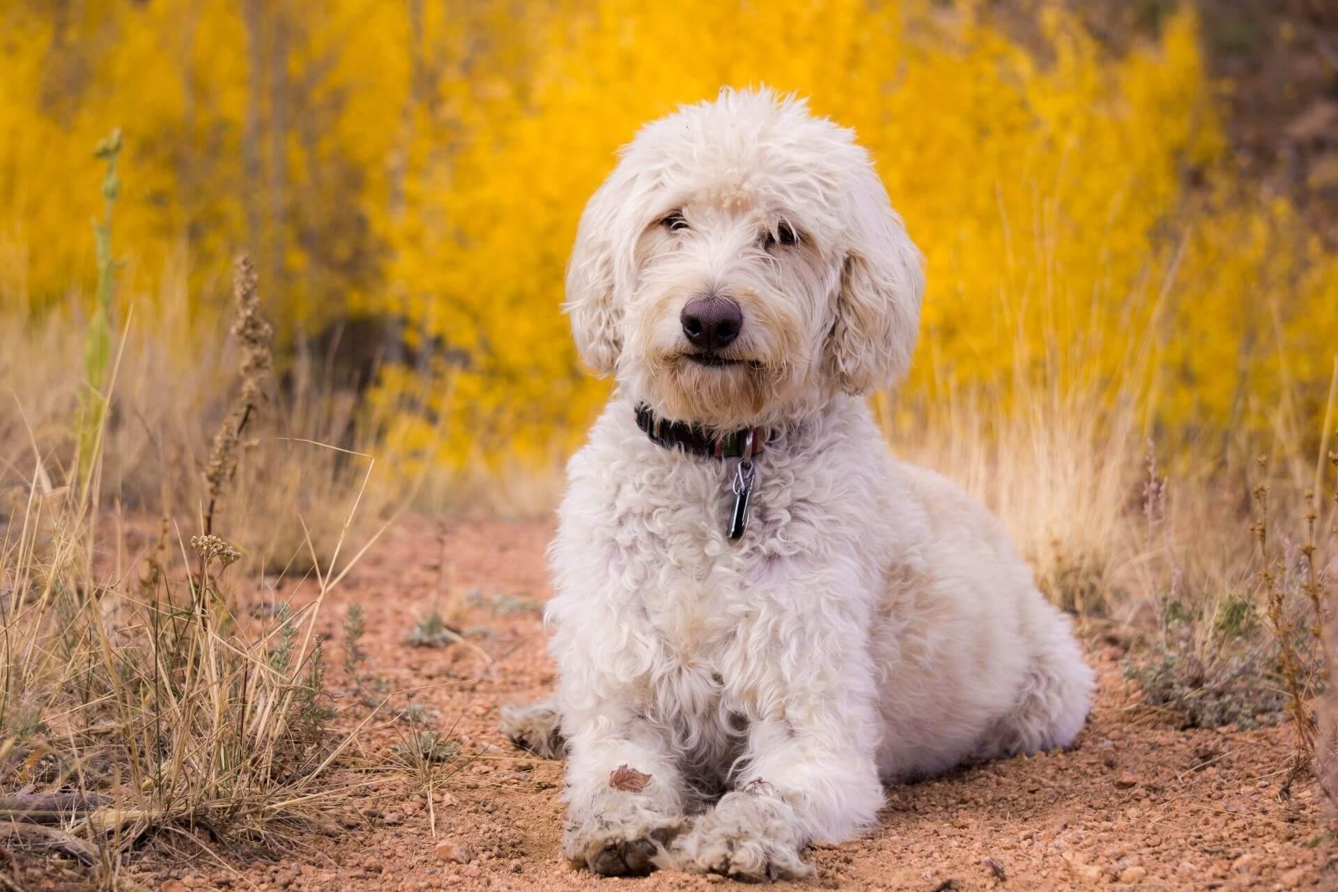 Labradoodle- teljes jellemzés minden fajtájáról