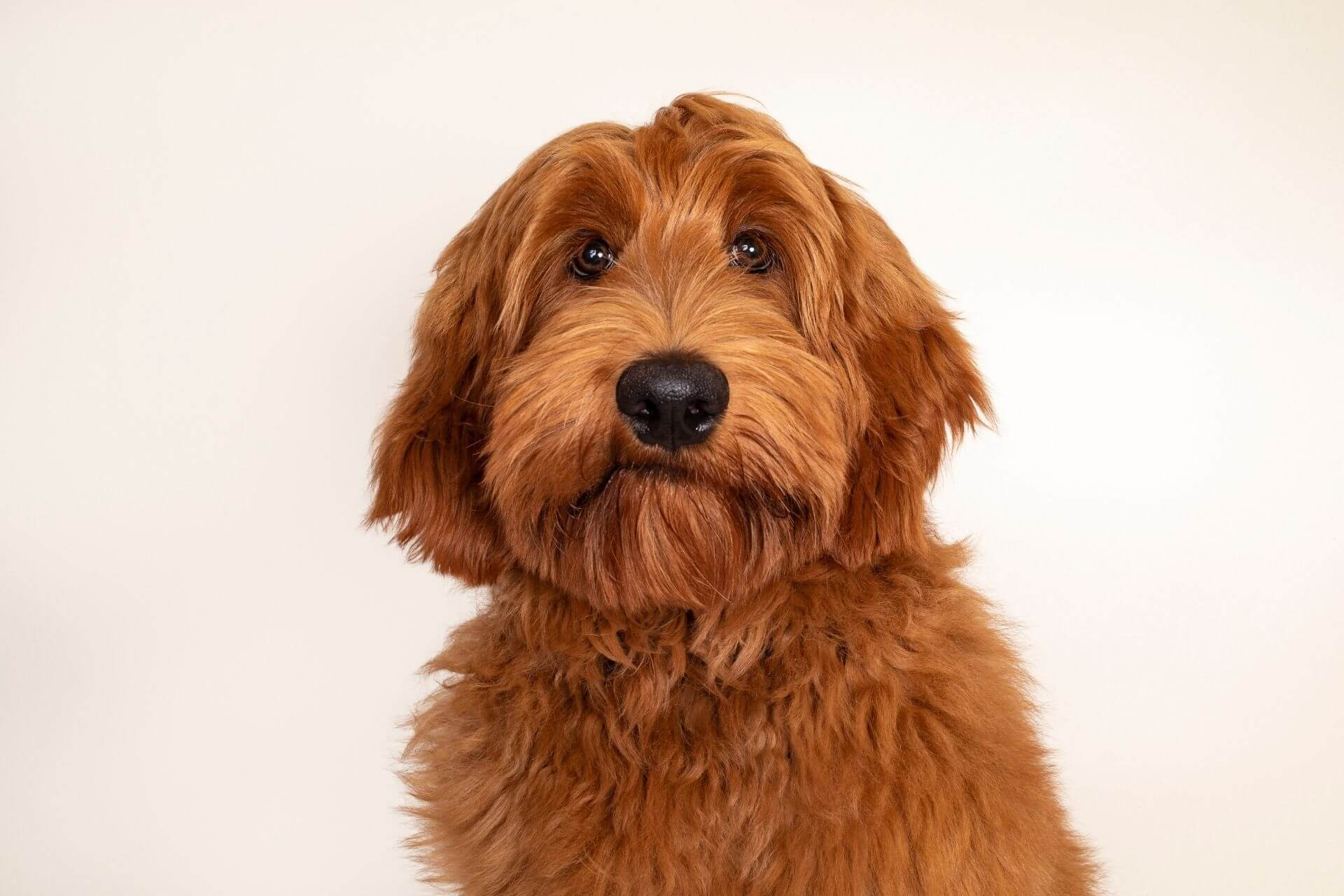 Labradoodle Kapper Labradoodle- teljes jellemzés minden fajtájáról
