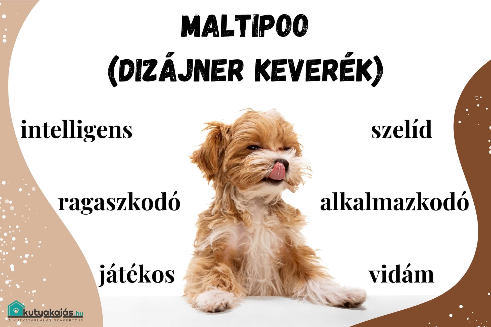 maltipoo-kutya-elado