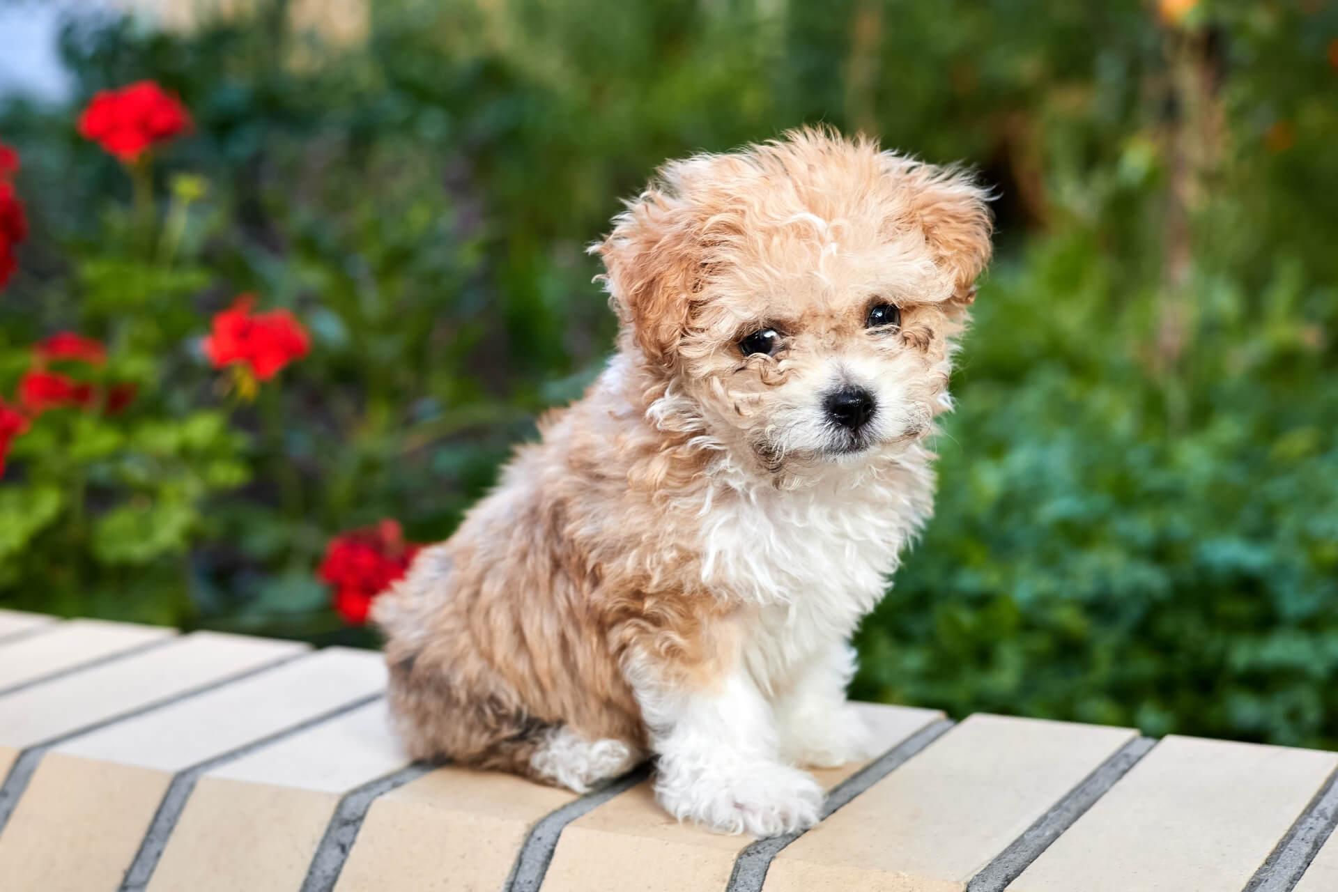 maltipoo