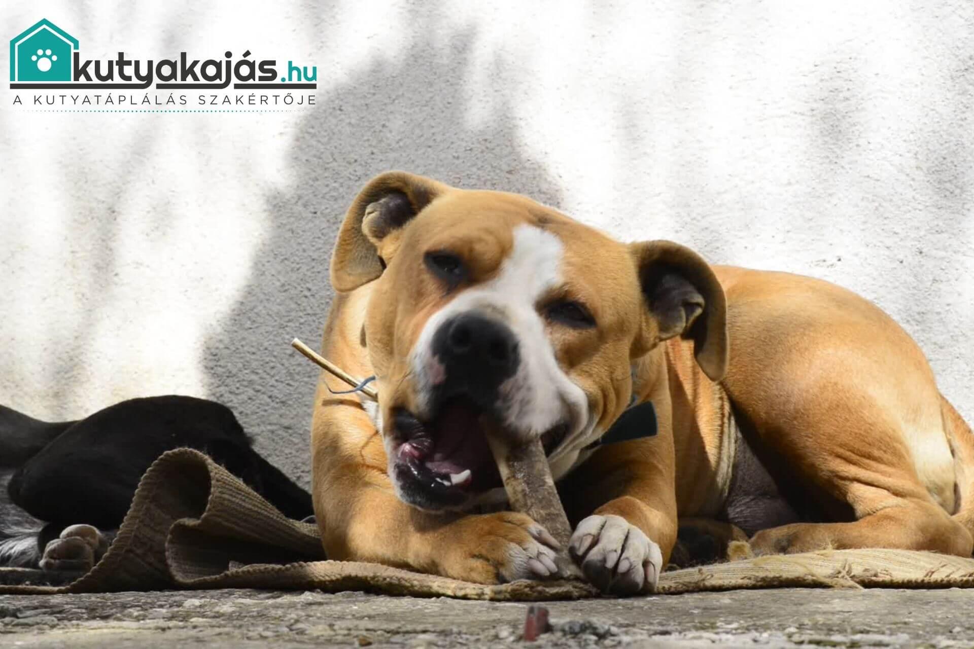 kutya-csont-adasa