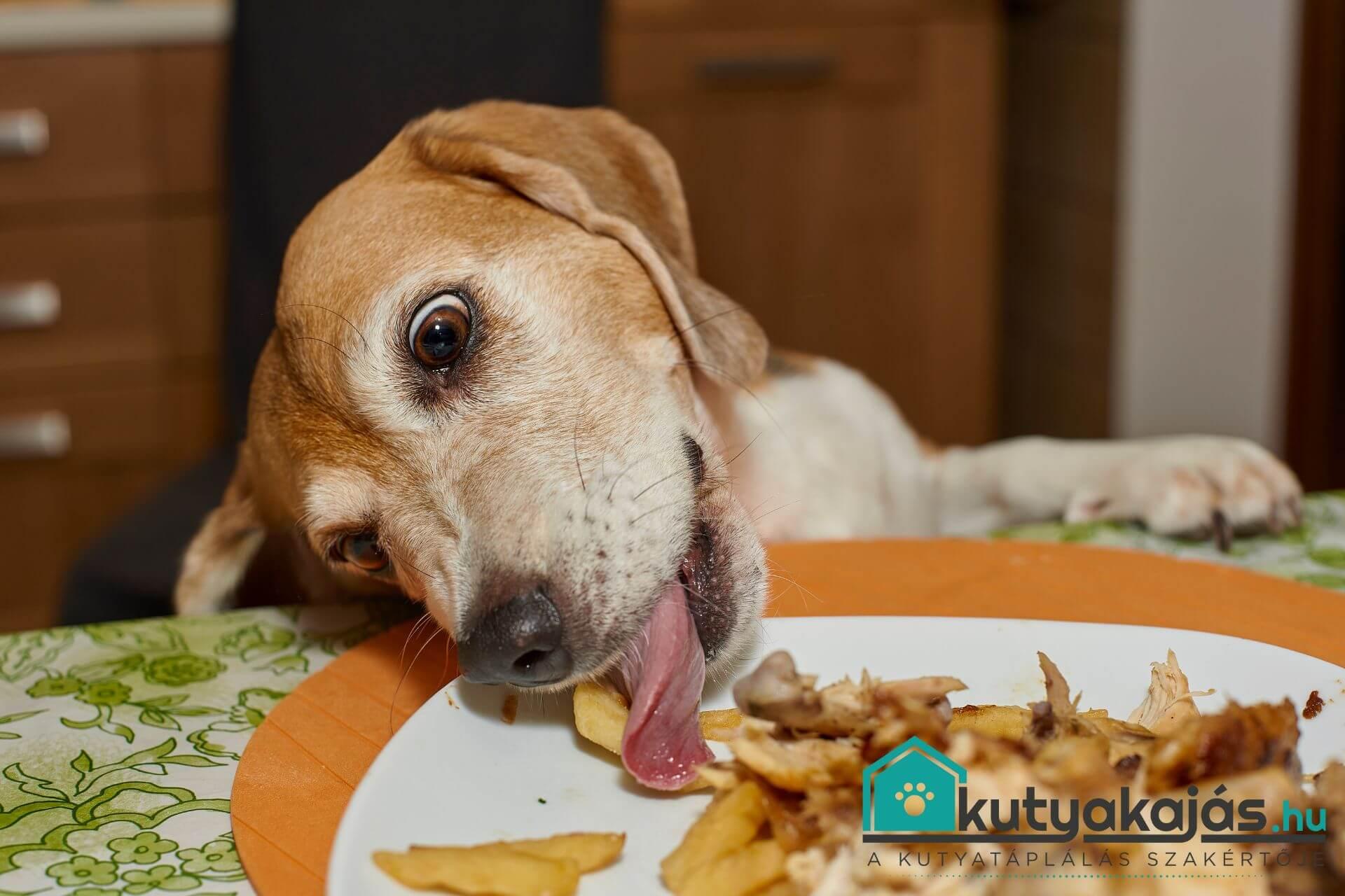 kutya-ehet-krumplit