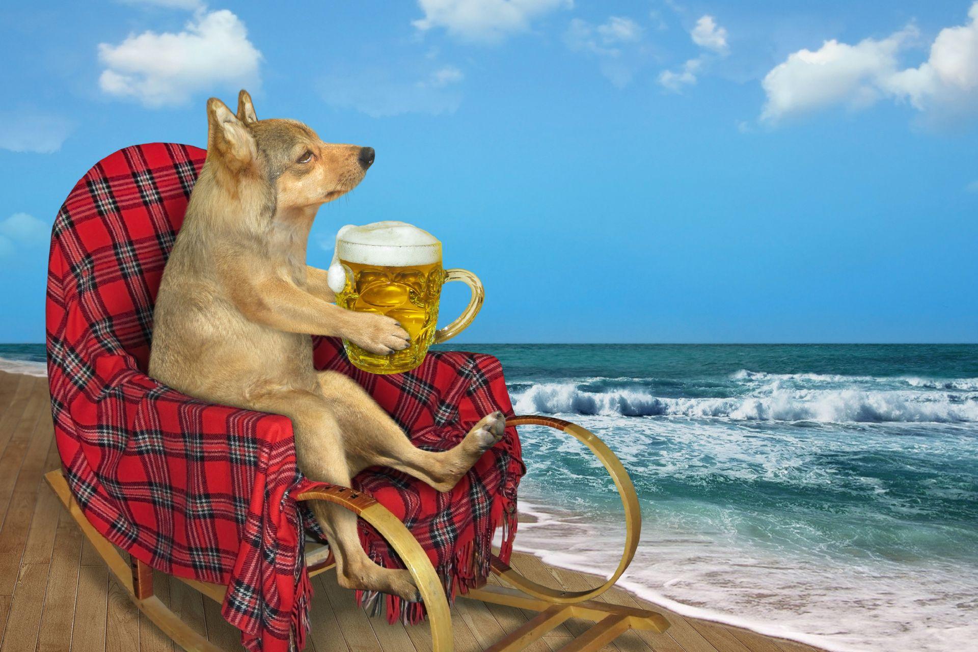 mi-kell-egy-kutyanak