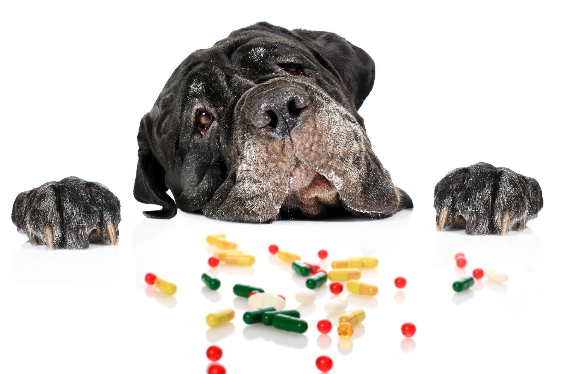 mit-ne-adjunk-a-kutyanak