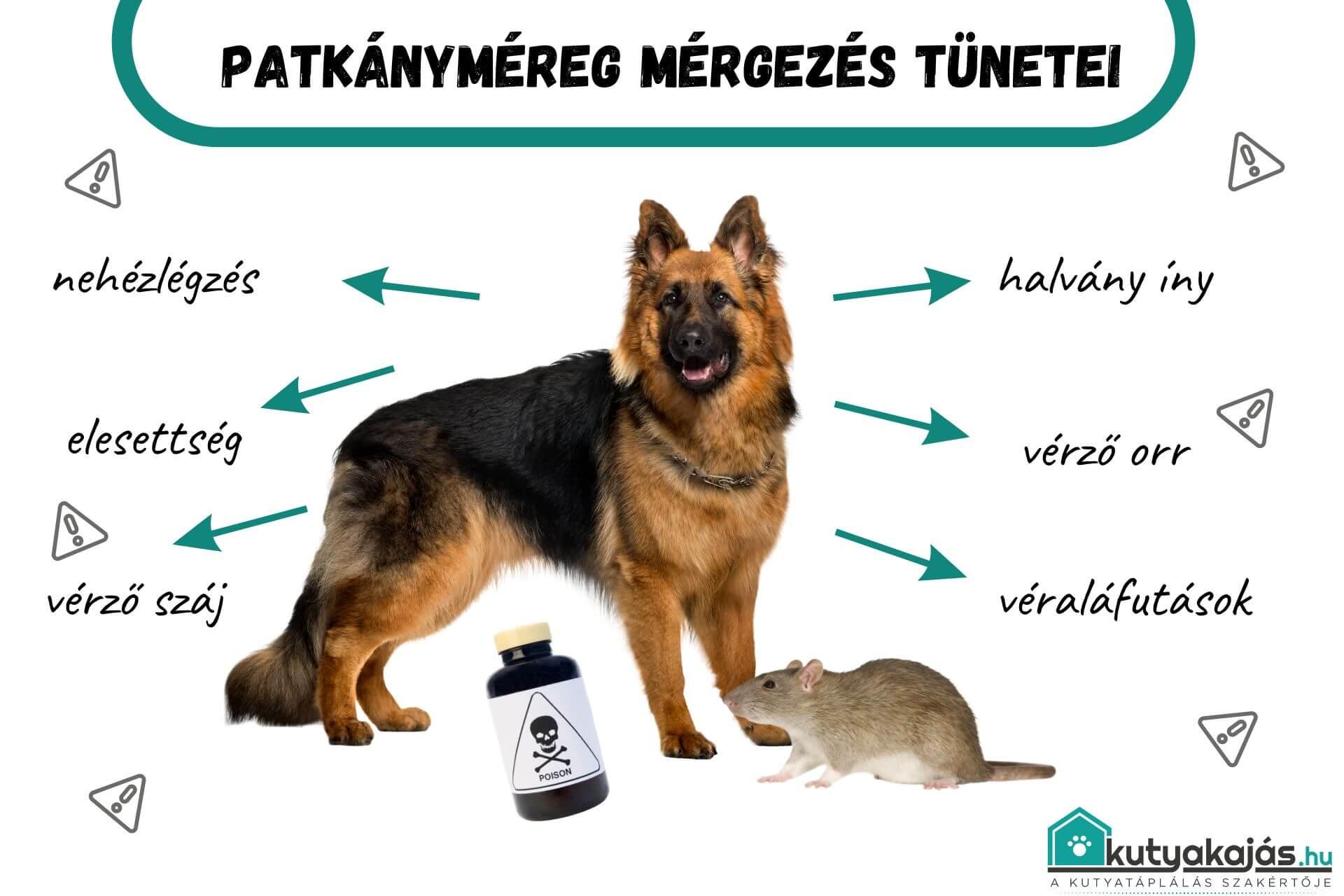 patkany-mereg-mergezes-tunetek