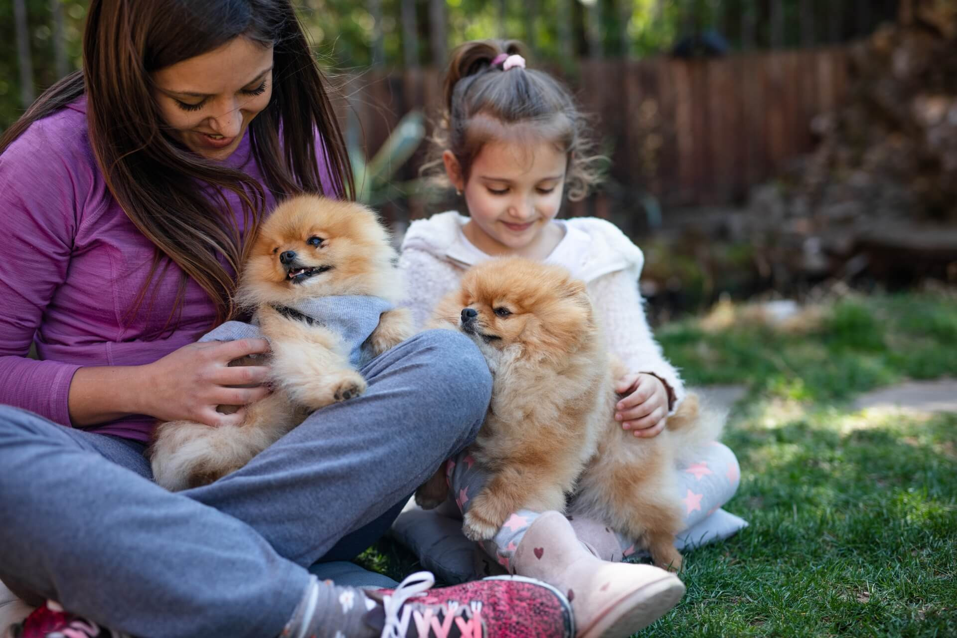 Pomerániai törpespicc – a mindig mosolygós szőrmók