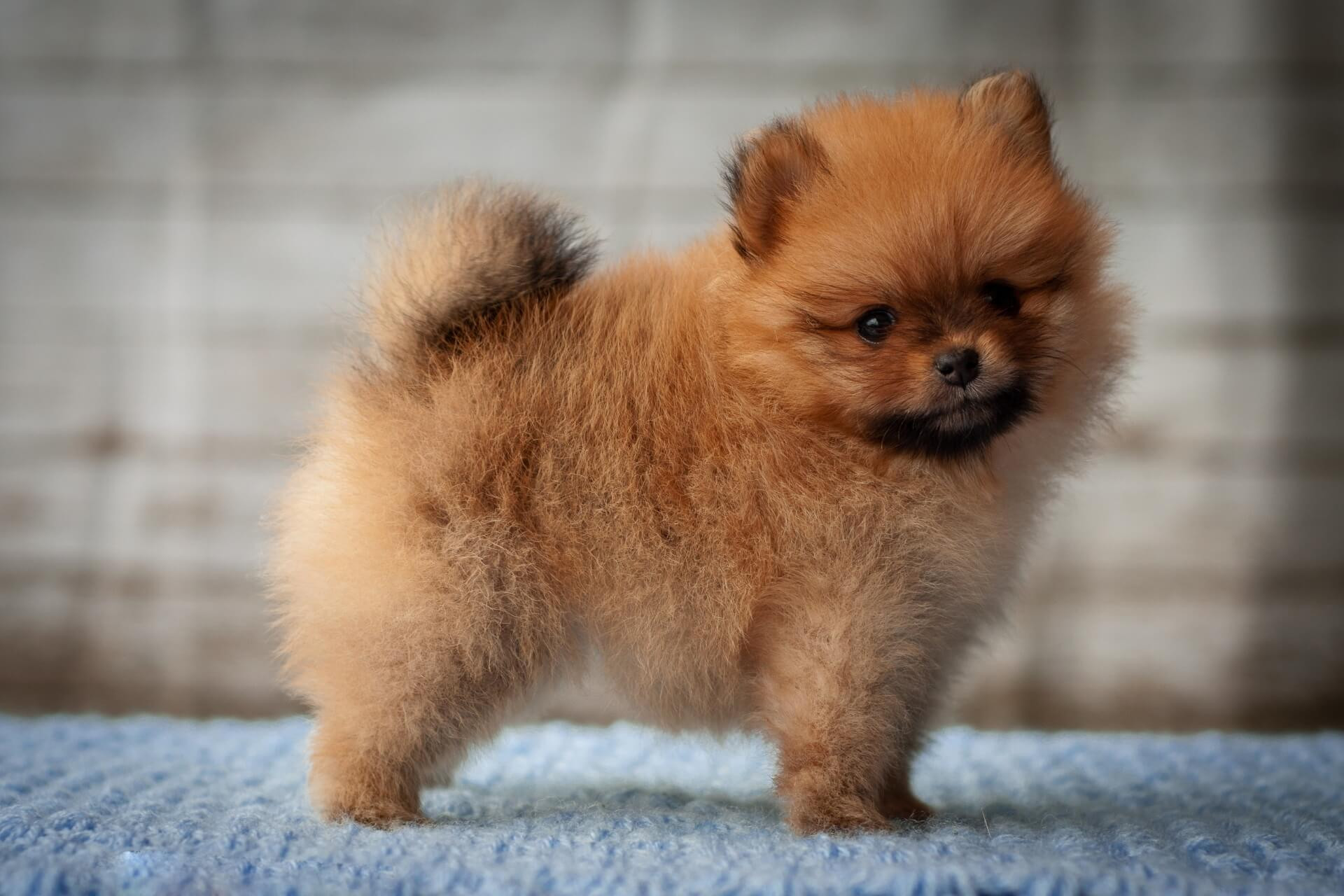 Pomerániai törpespicc – a mindig mosolygós szőrmók