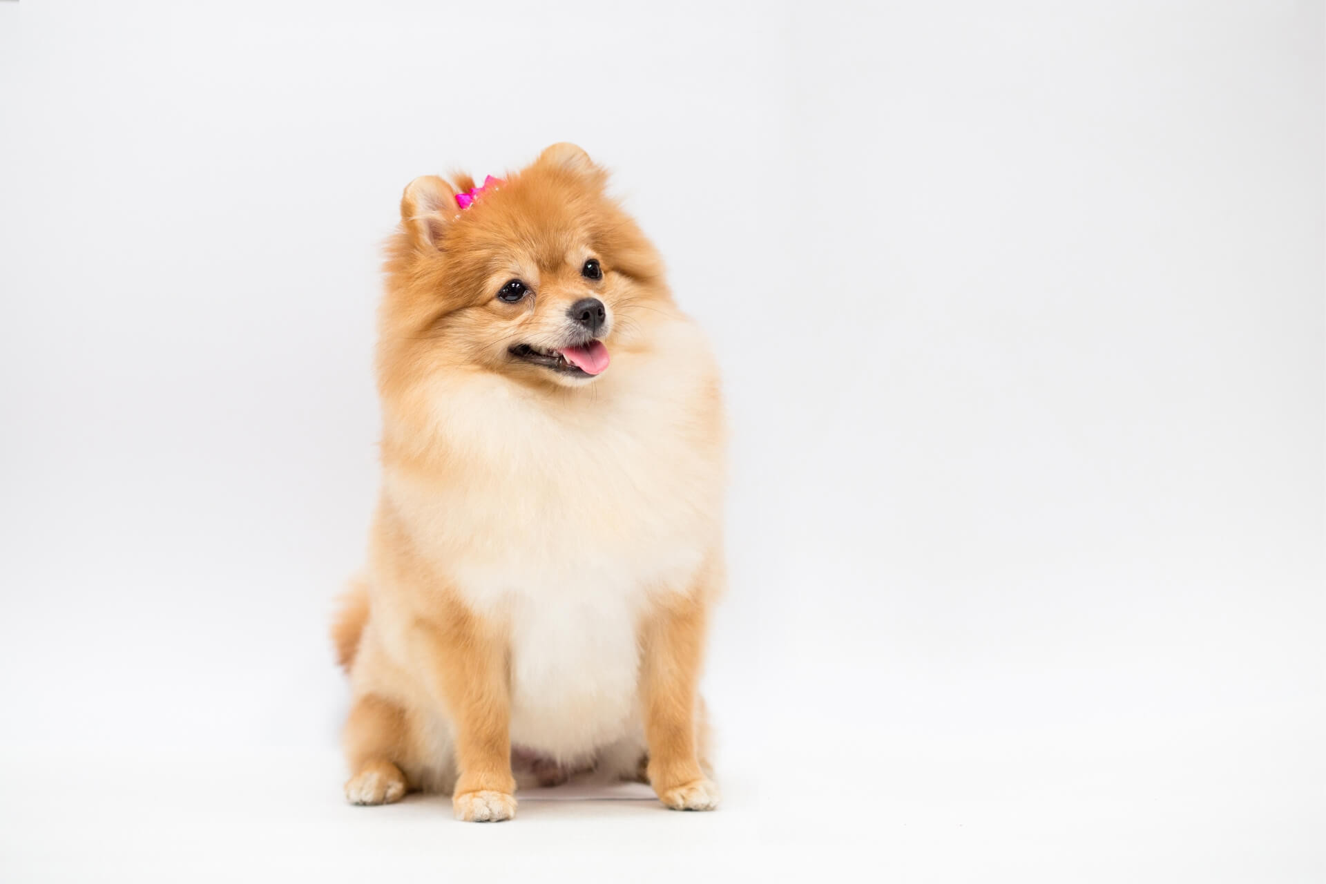 Pomerániai törpespicc – a mindig mosolygós szőrmók