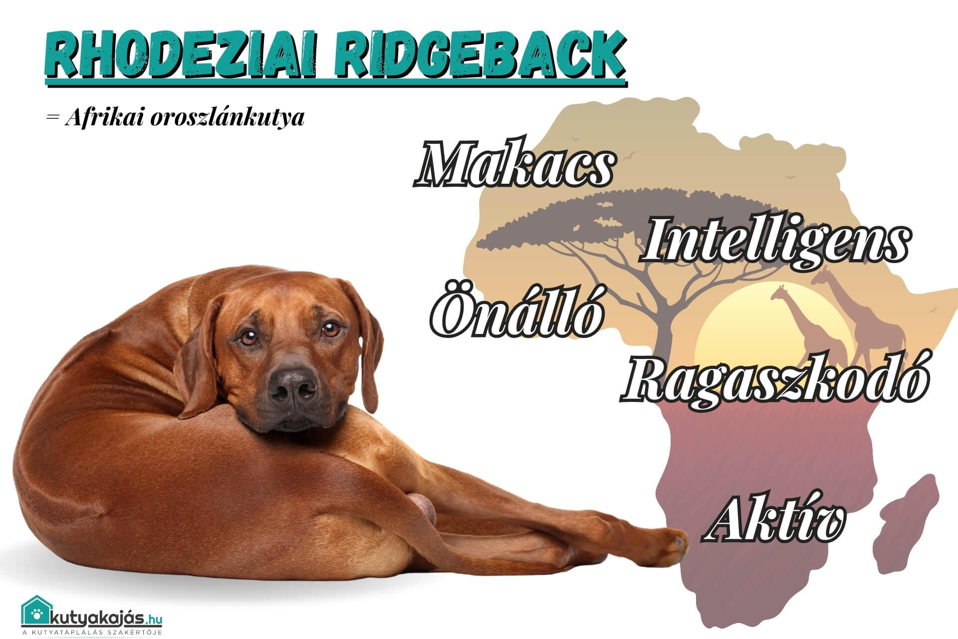 A Rhodesian ridgeback- a ritkán látott, de annál fenségesebb fajta