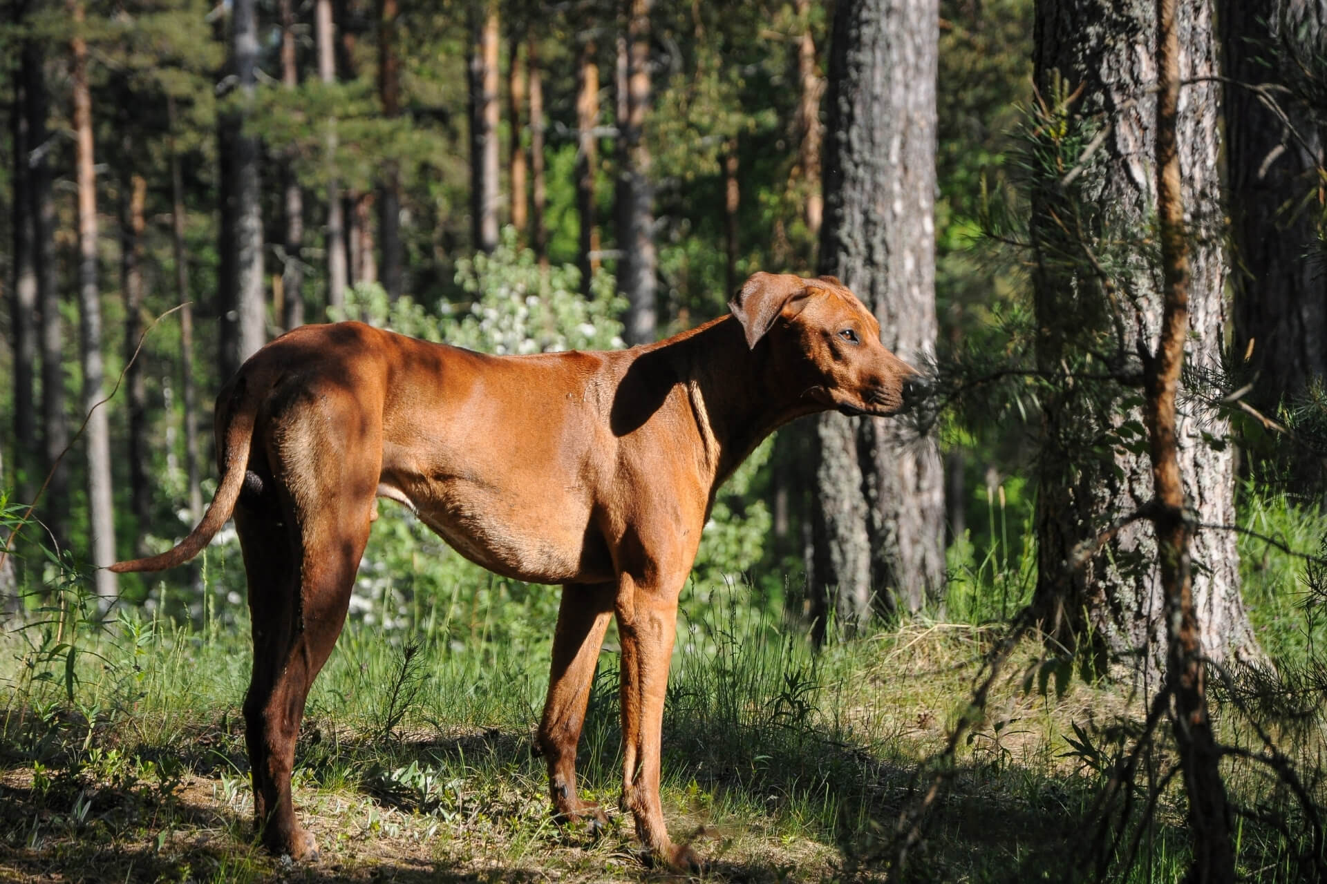 A Rhodesian ridgeback- a ritkán látott, de annál fenségesebb fajta