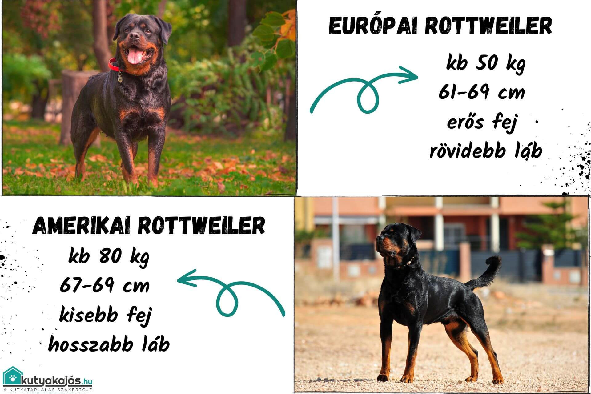 Eastern European Rottweilers Rottweiler – a termetes és agyas védelmező
