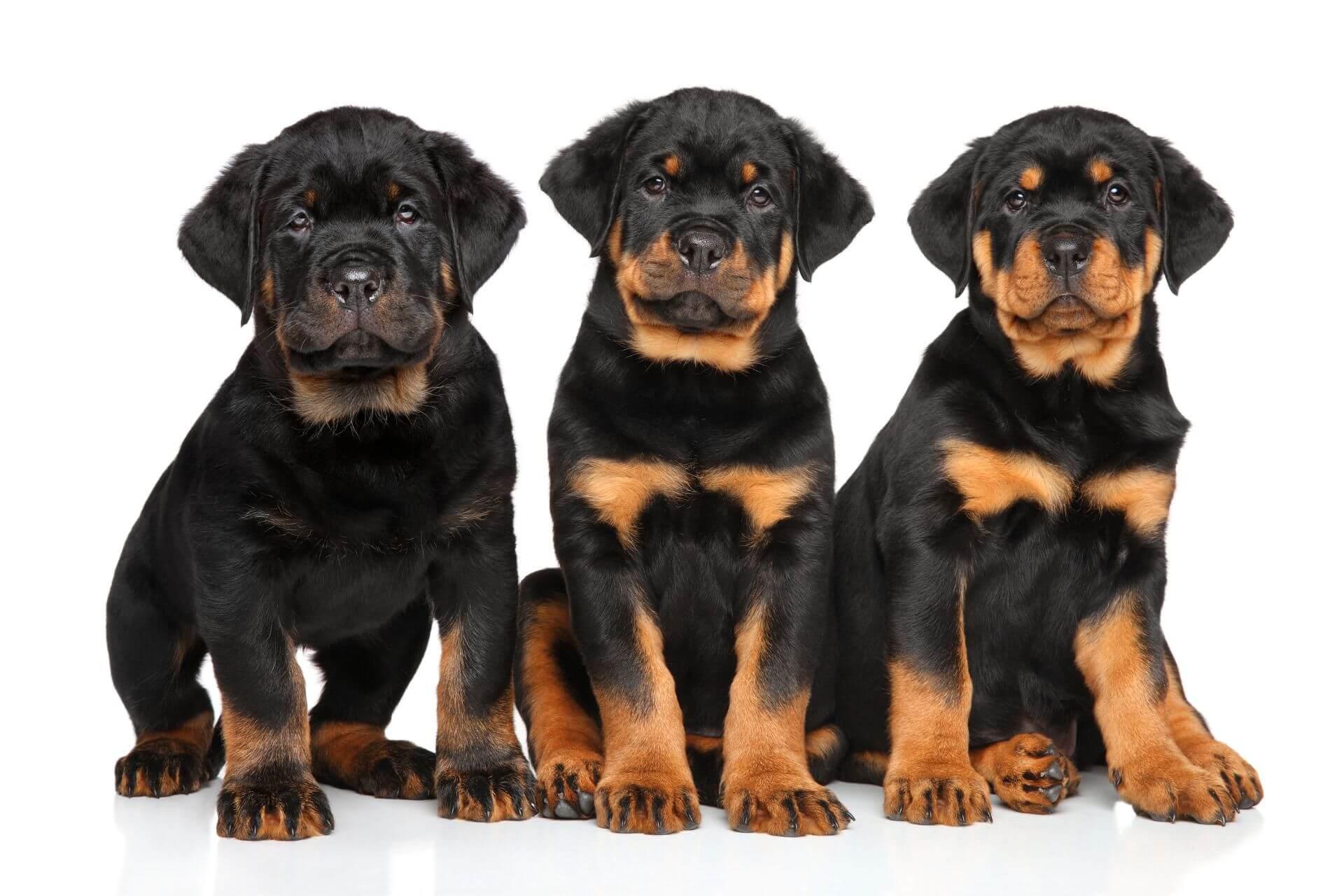 rottweiler-kiskutya
