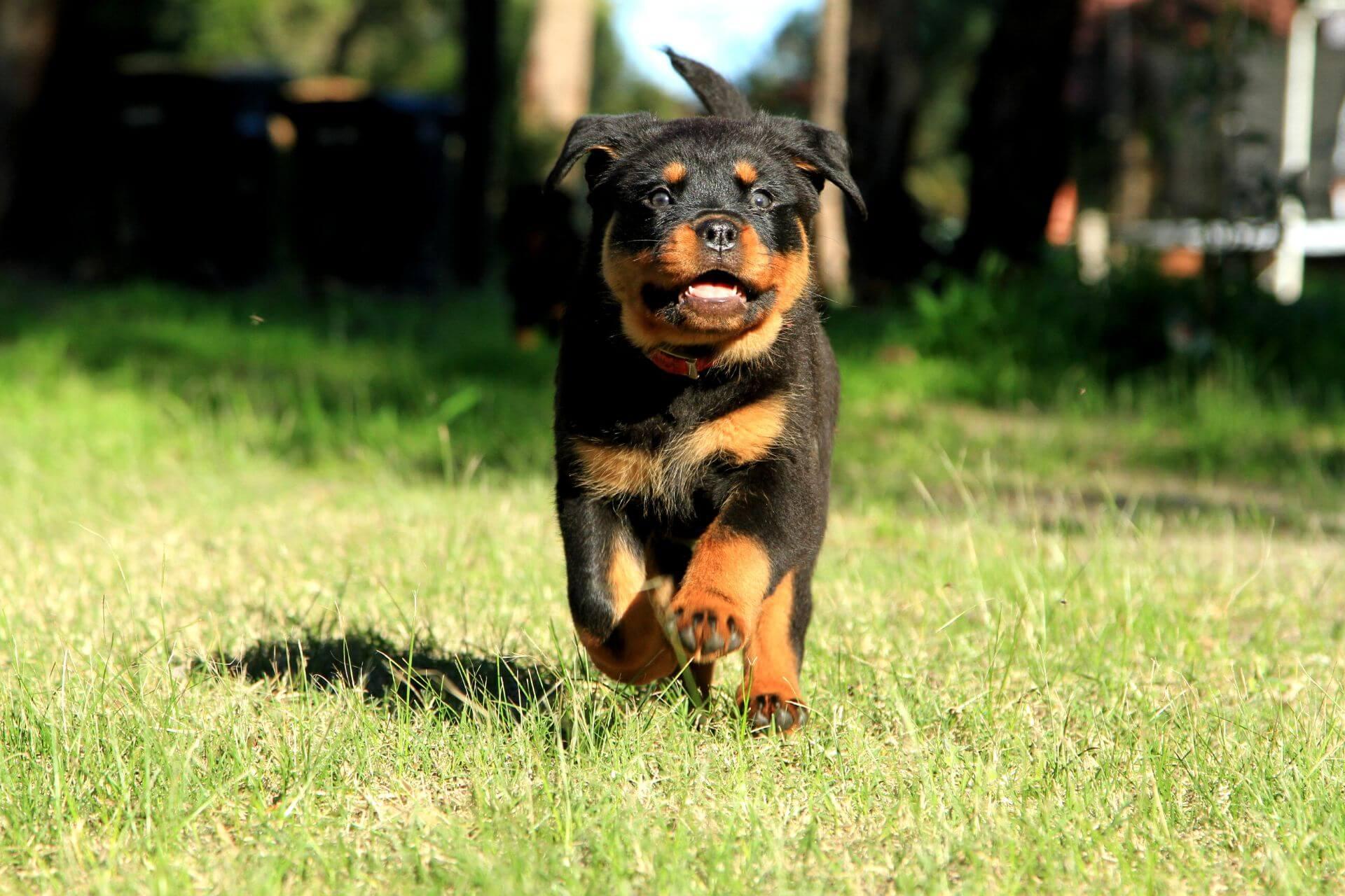 rottweiler-kolyok