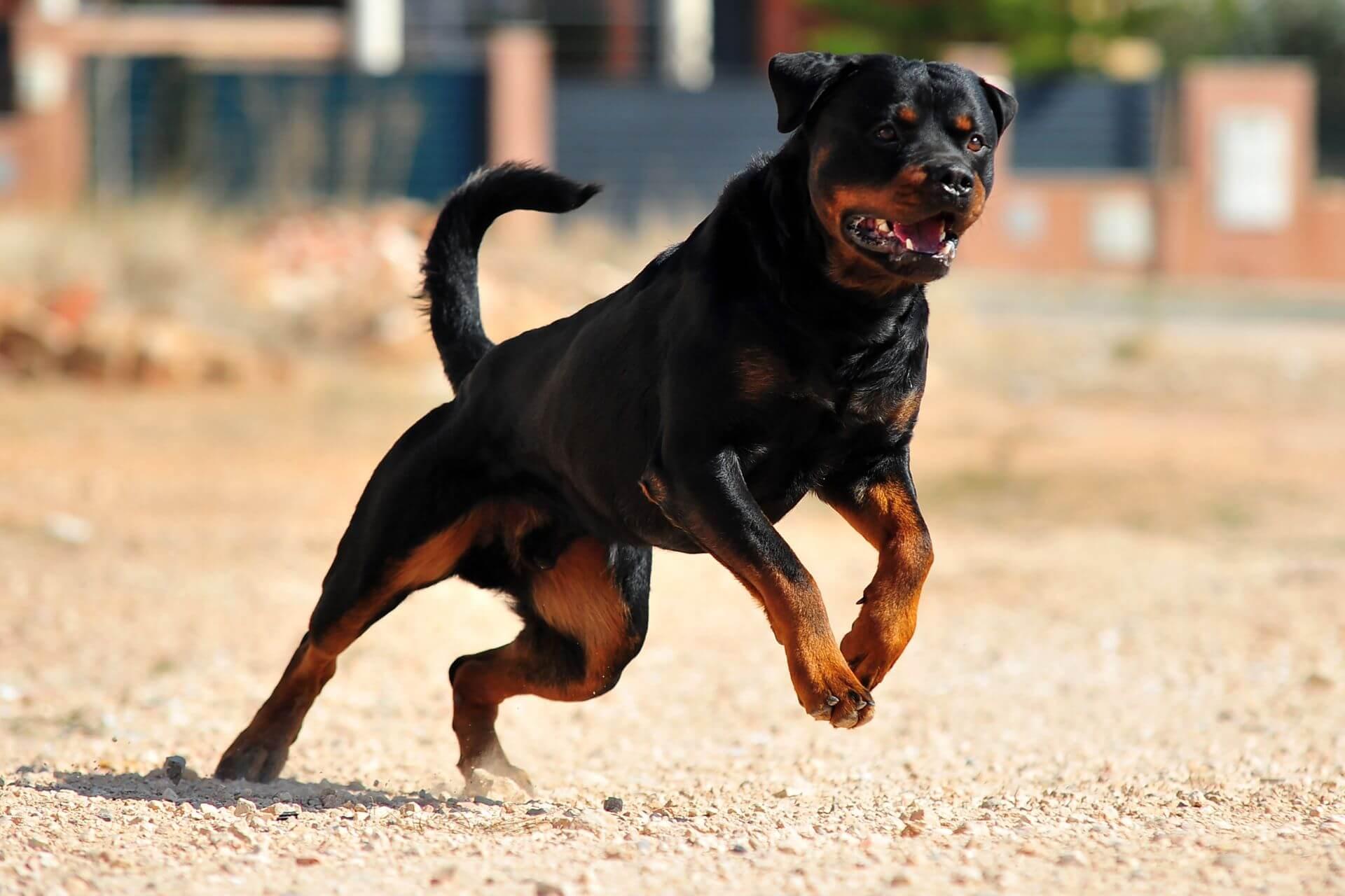 rotweiler