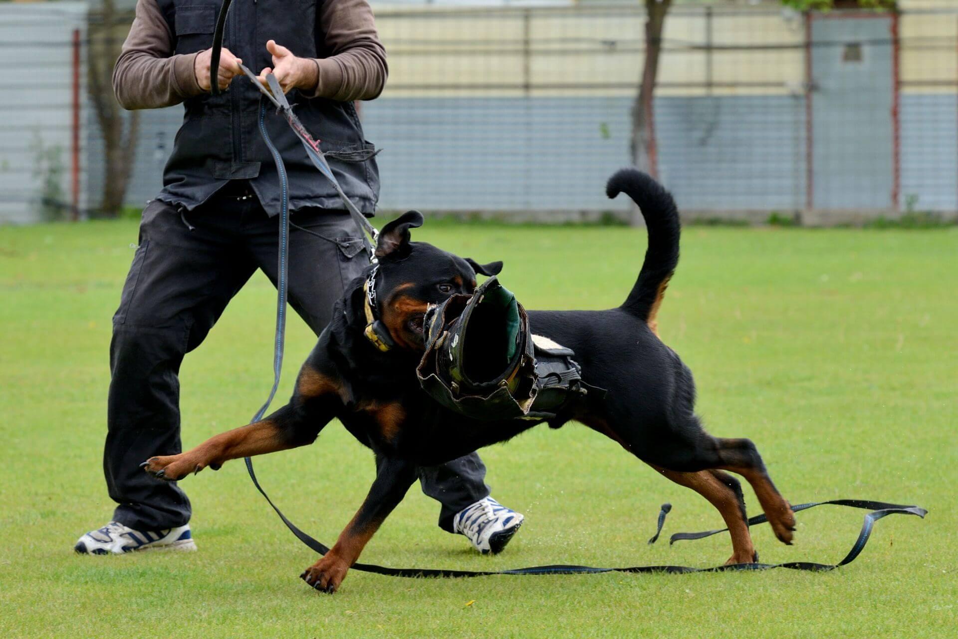 rotwejler