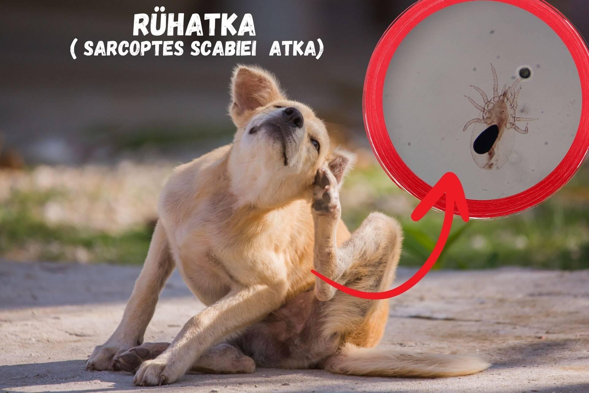 kutya-ruh-ellen