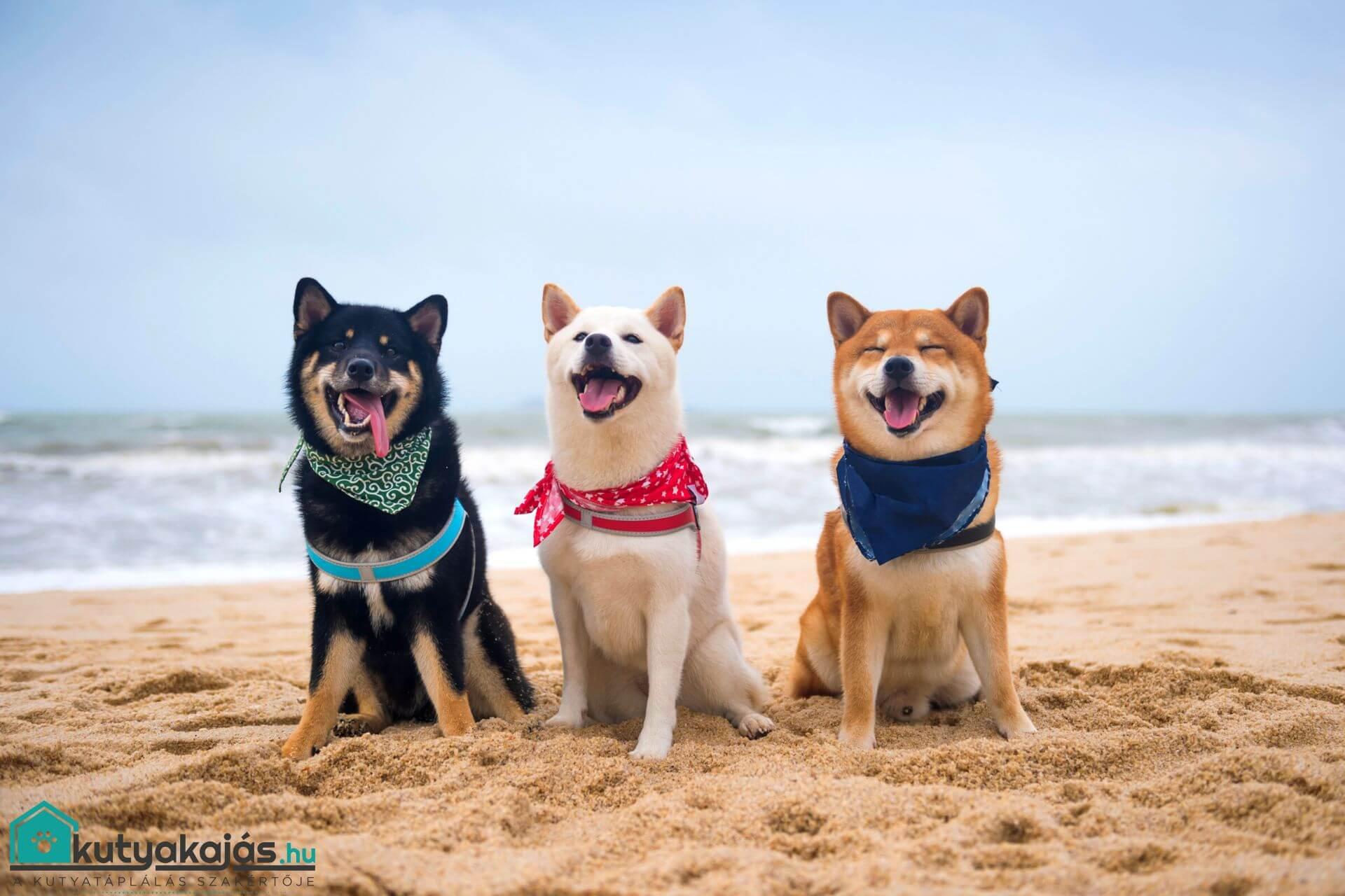 shiba-inu-feher