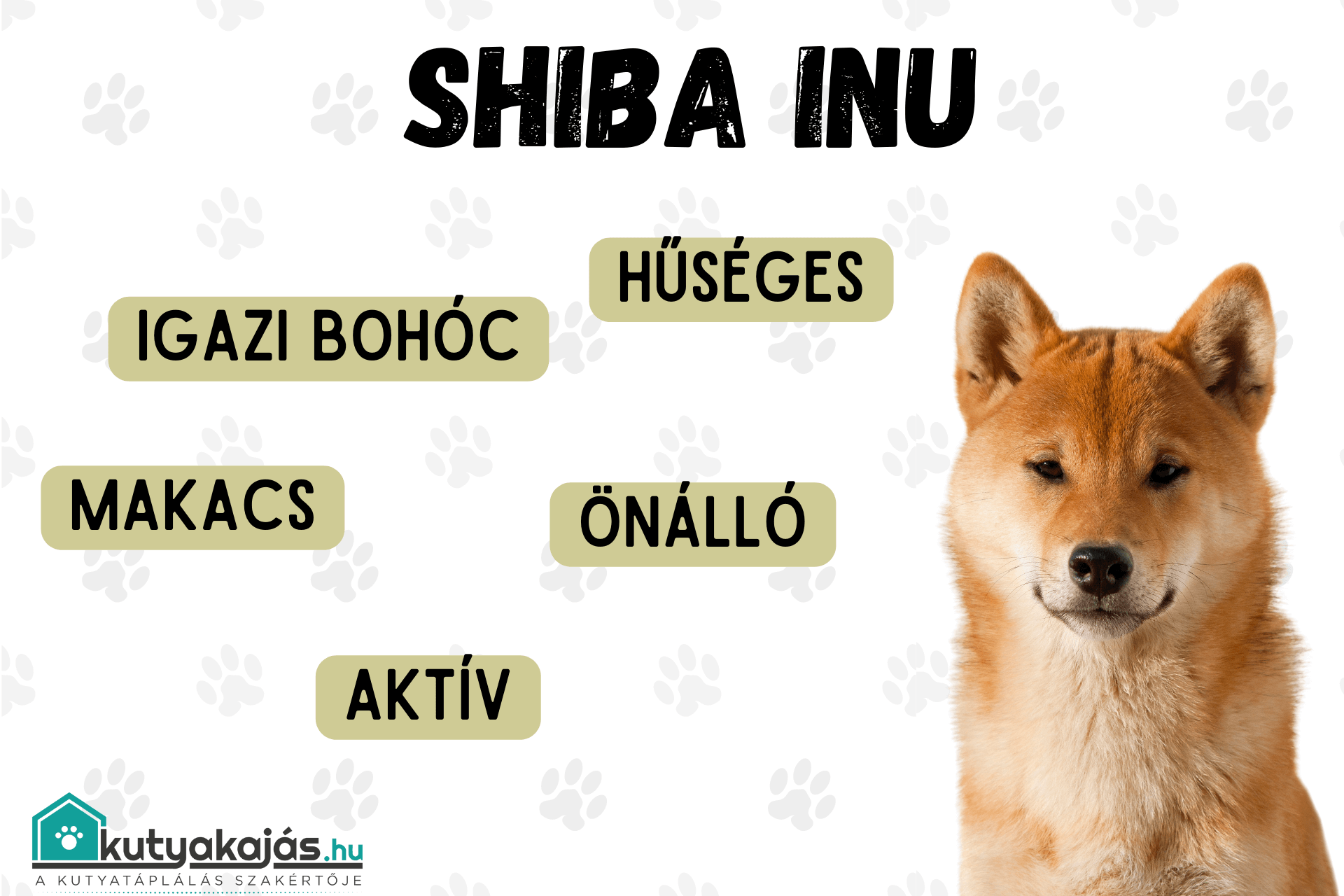 shiba-inu