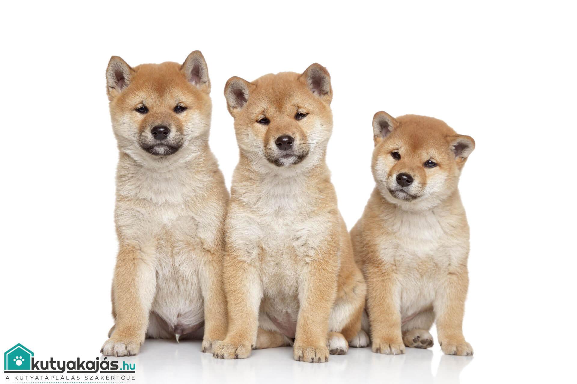shiba-kolyok