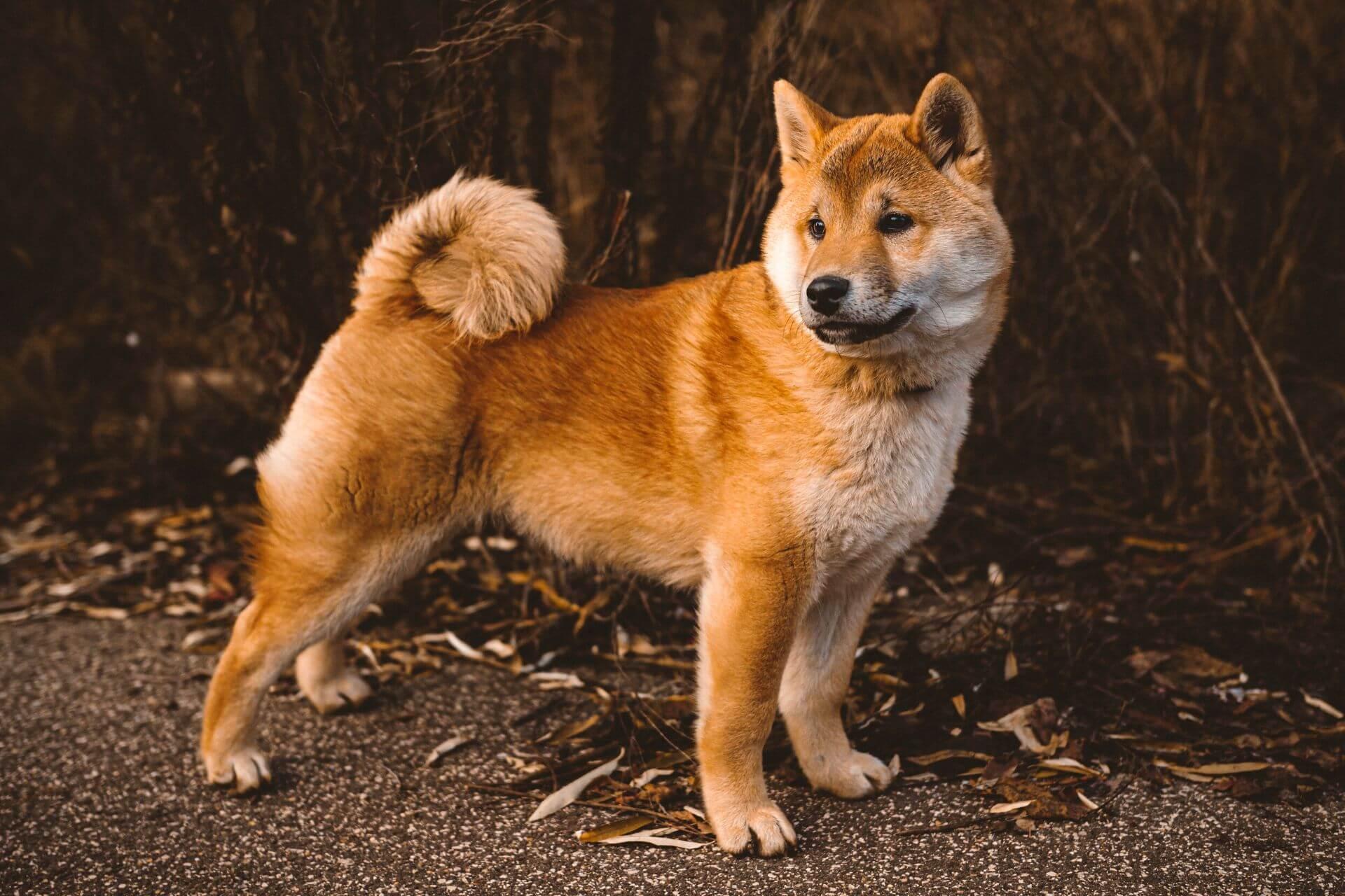shibainu